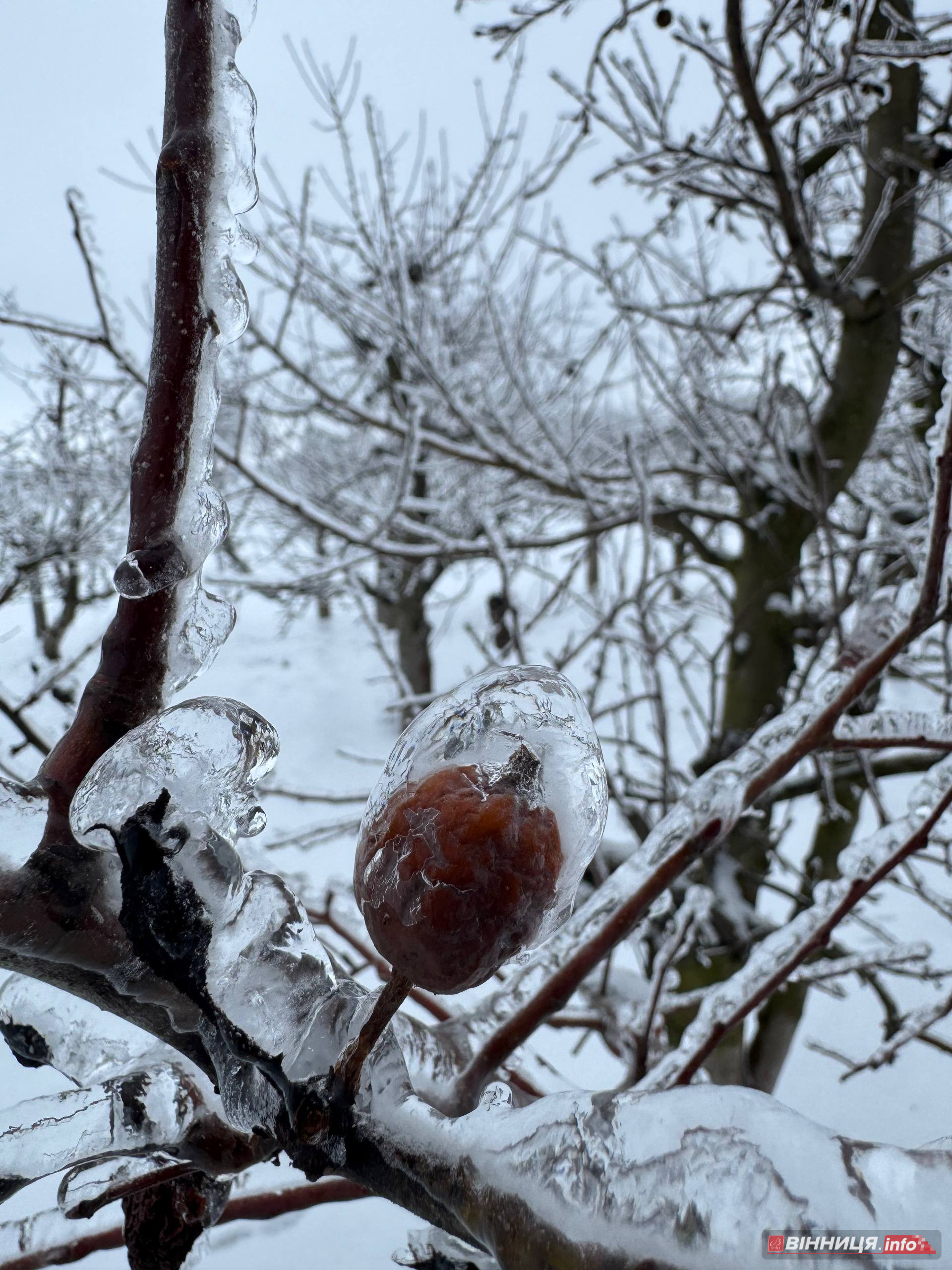 Фермер з Вінниччини розповів, як захистити сад від обледеніння - фото 5