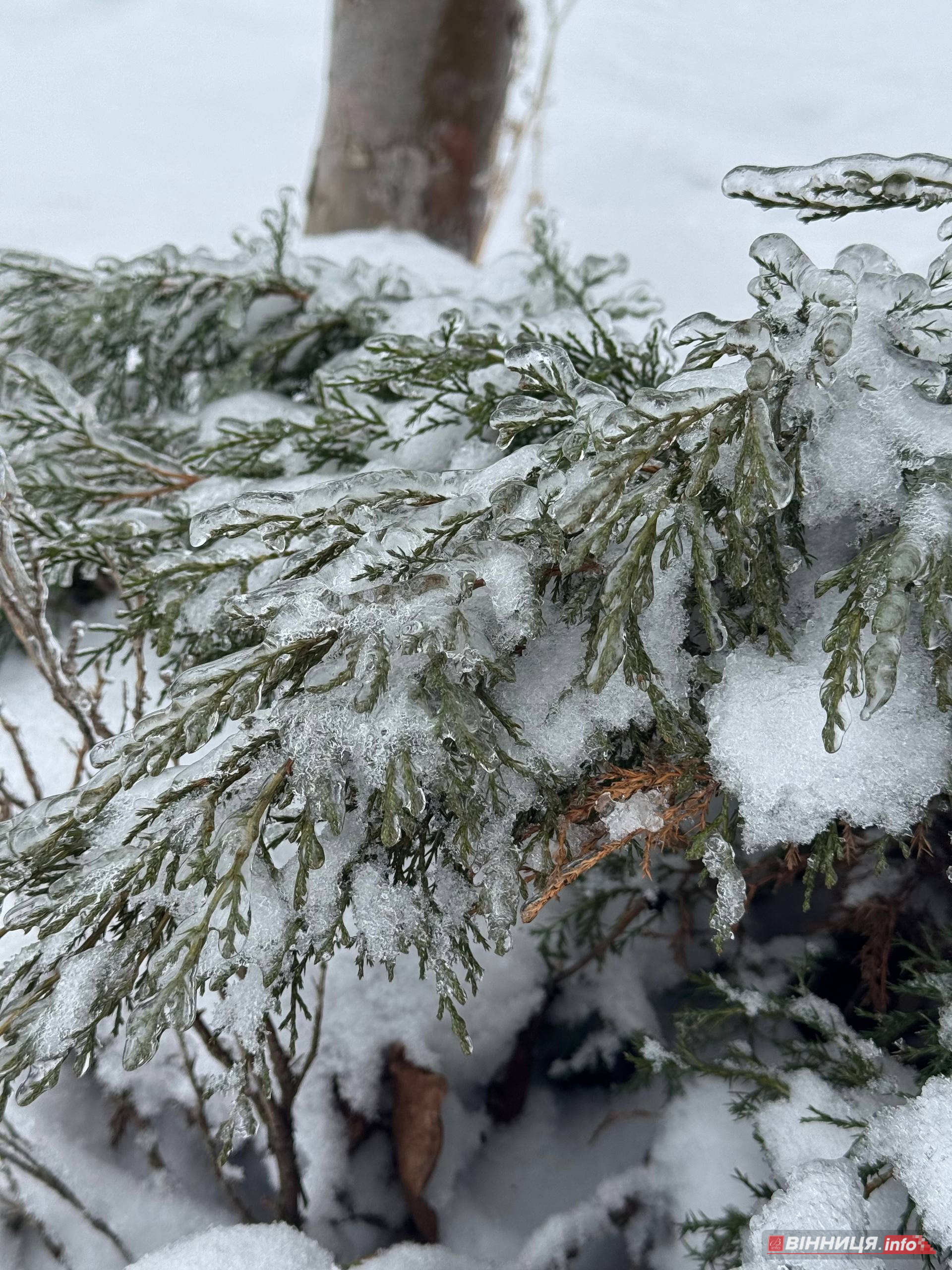 Фермер з Вінниччини розповів, як захистити сад від обледеніння - фото 6