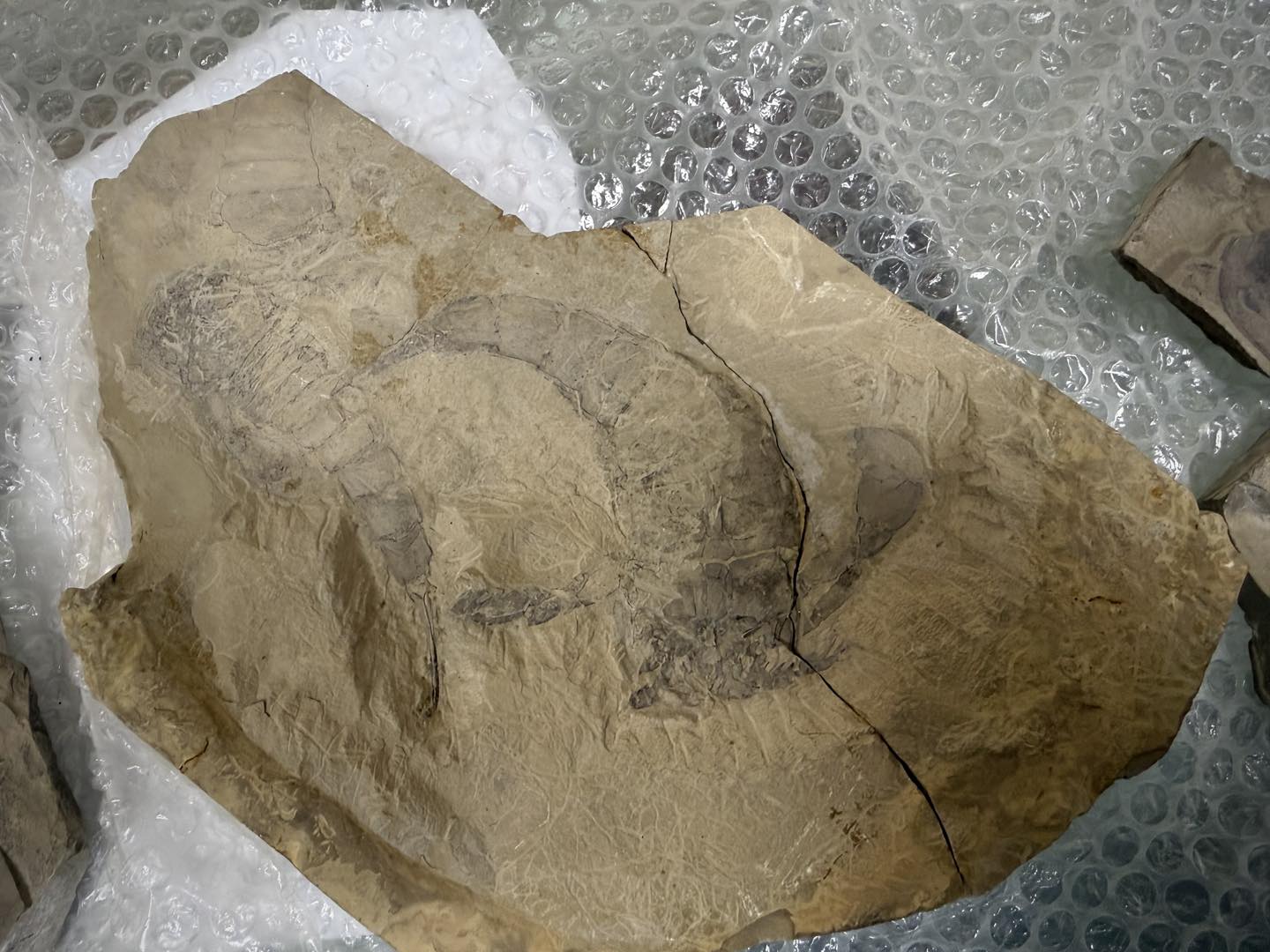 Київські митники передали до музею зуб мамута та скамʼянілості віком понад 400 млн років - фото 3