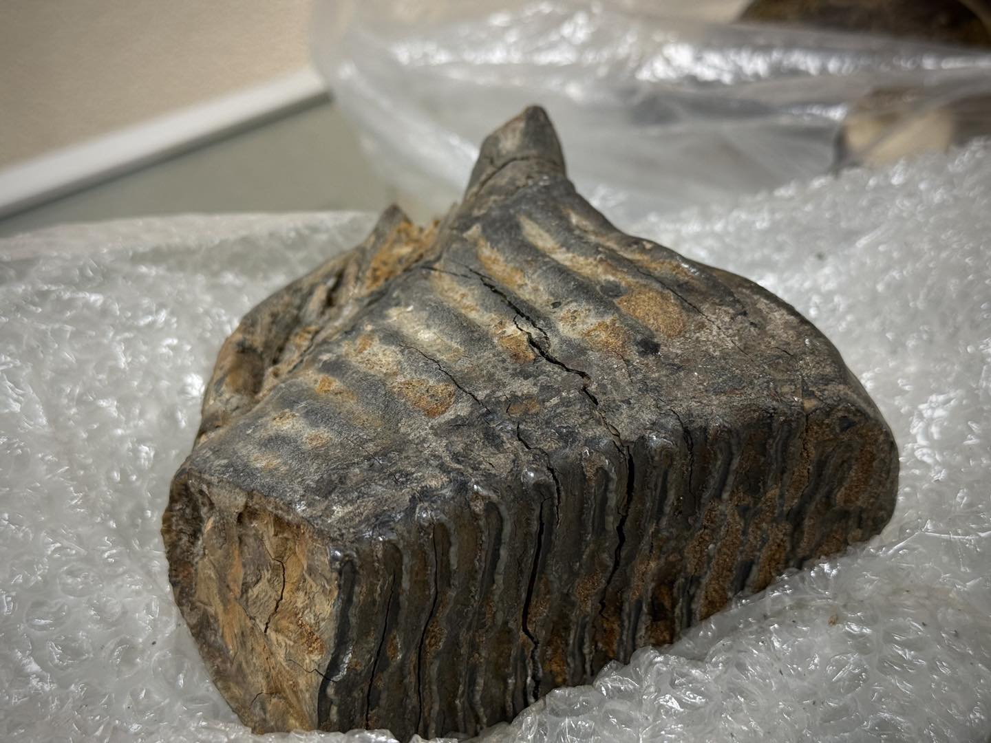 Київські митники передали до музею зуб мамута та скамʼянілості віком понад 400 млн років - фото 5