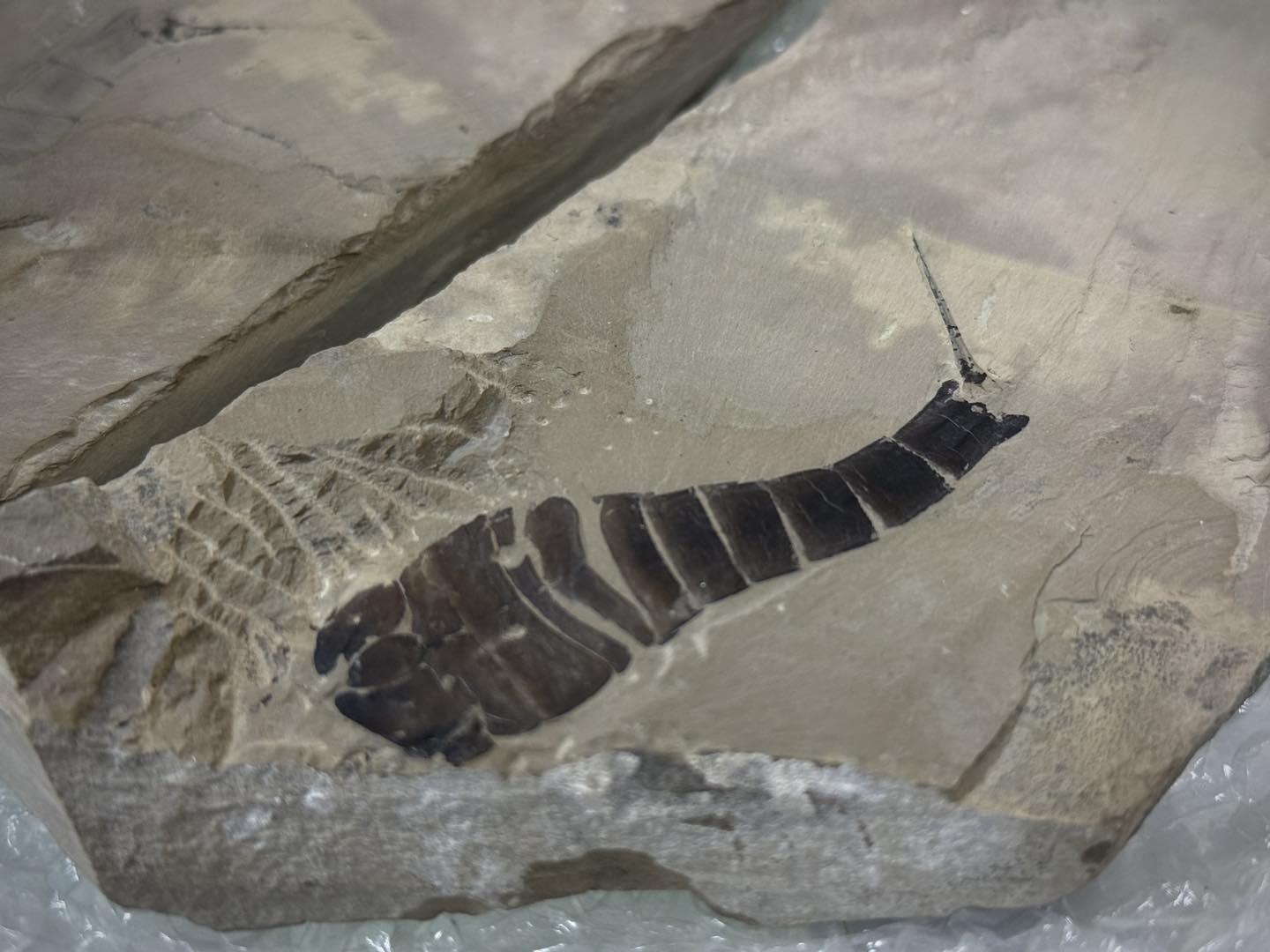 Київські митники передали до музею зуб мамута та скамʼянілості віком понад 400 млн років - фото 2