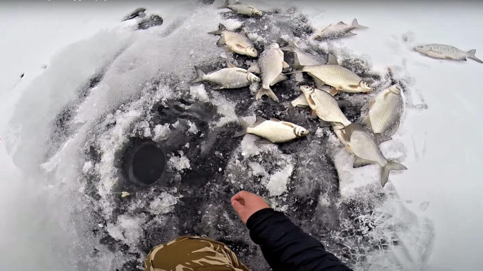 Зимова рибалка у Києві та області: де та на що клює риба - фото 2