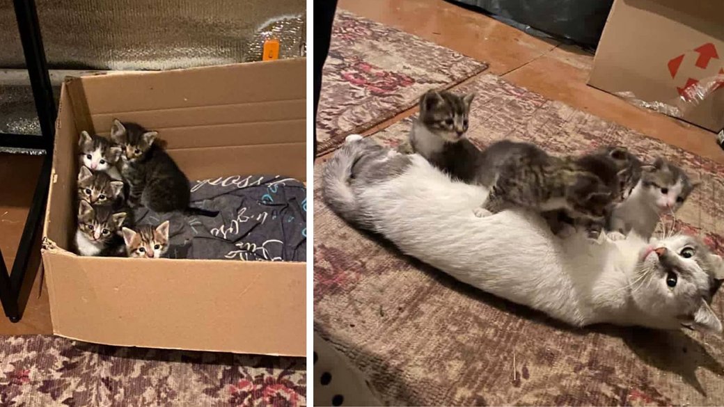 У Черкасах прилаштовують котів, евакуйованих із Краматорська