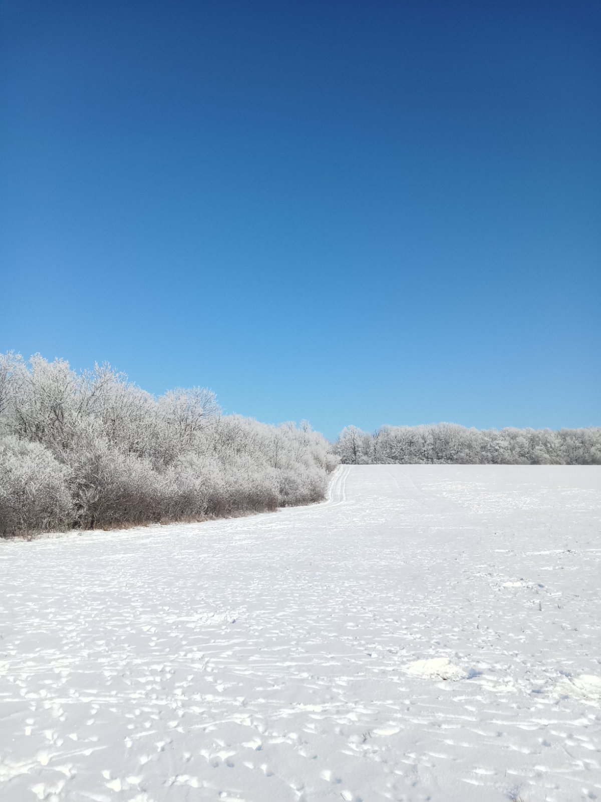 Біля заповідника на Вінниччині фотопастка «впіймала» косуль - фото 3