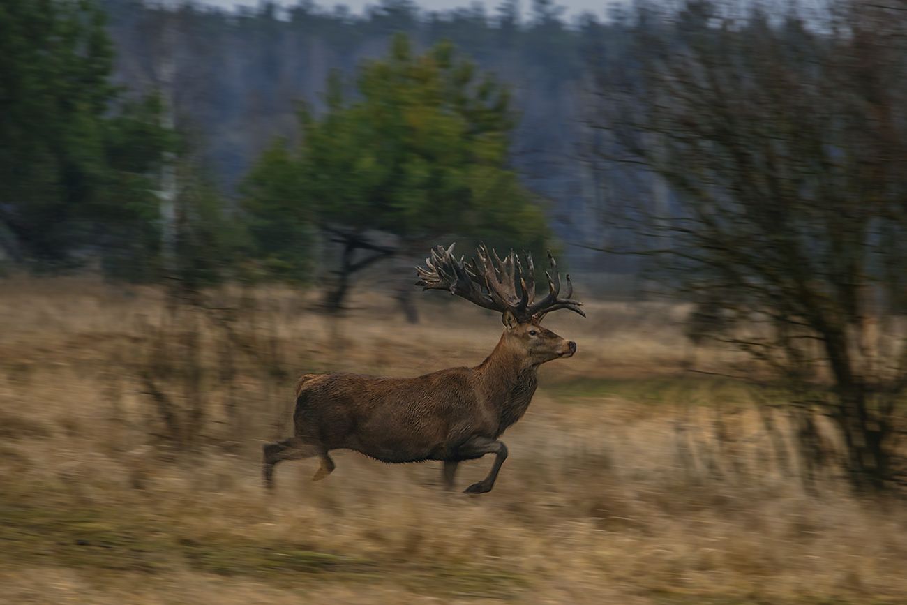 На Київщині браконьєр застрелив найбільшого оленя України з титулом «Золоті роги»