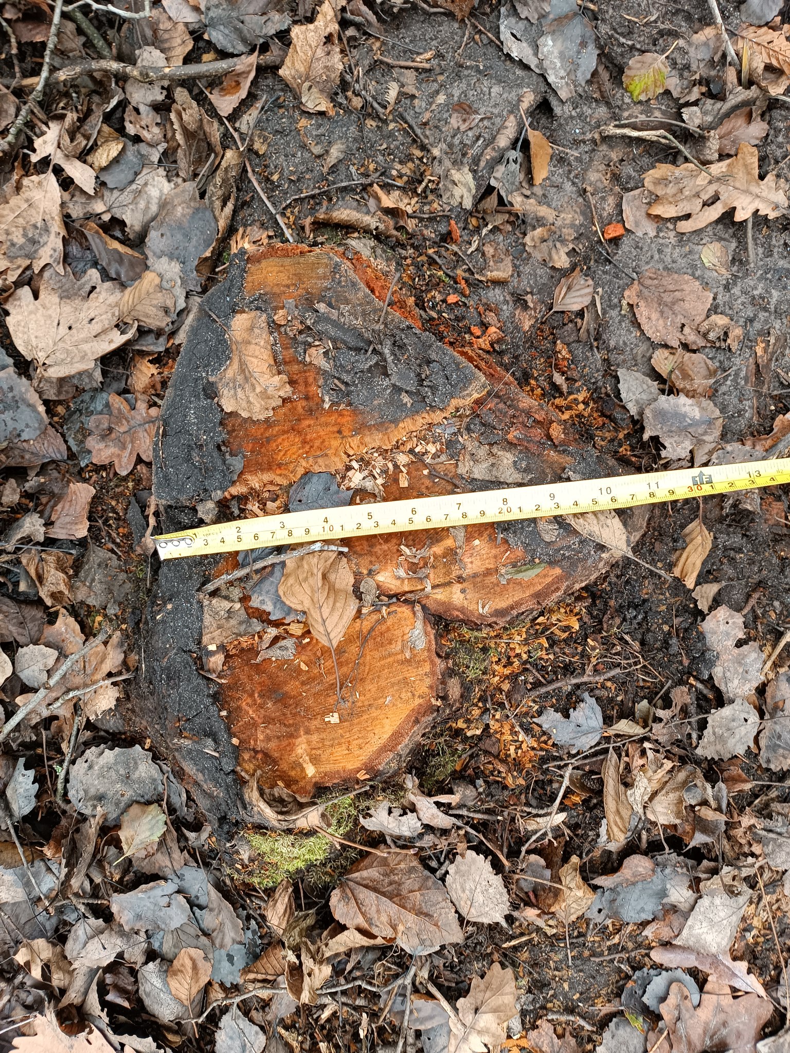 У лісі на Вінниччині вирізали 30-річні дерева на понад пів мільйона грн