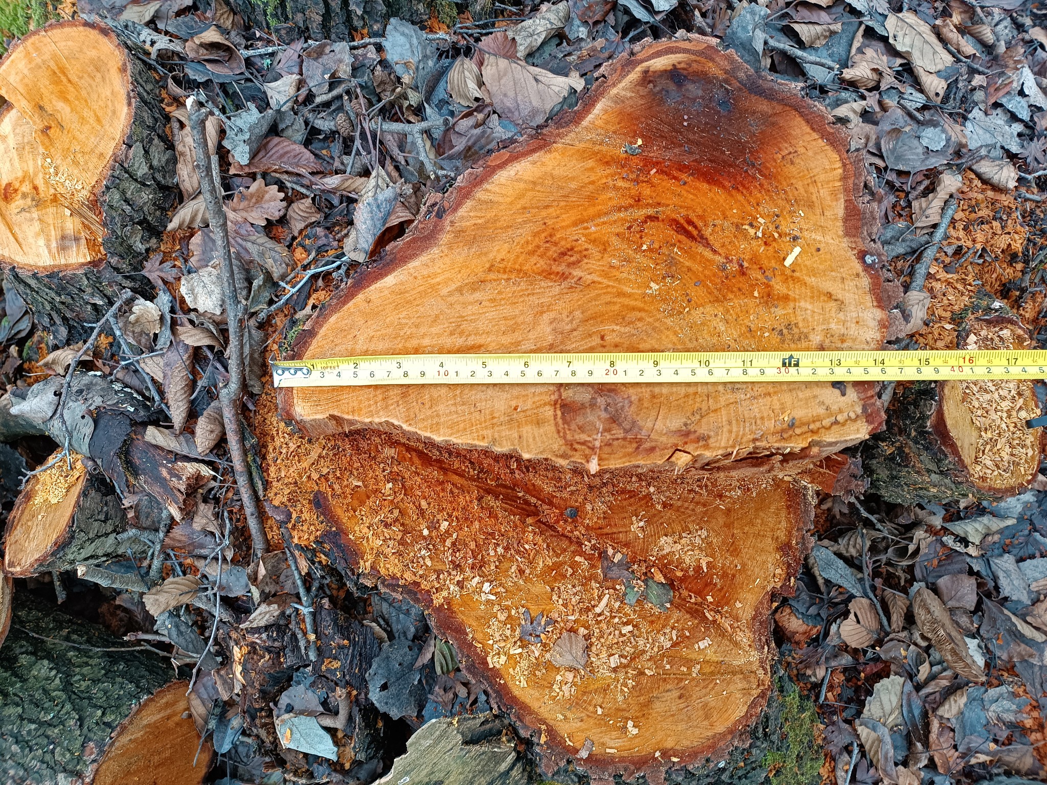 У лісі на Вінниччині вирізали 30-річні дерева на понад пів мільйона грн - фото 2