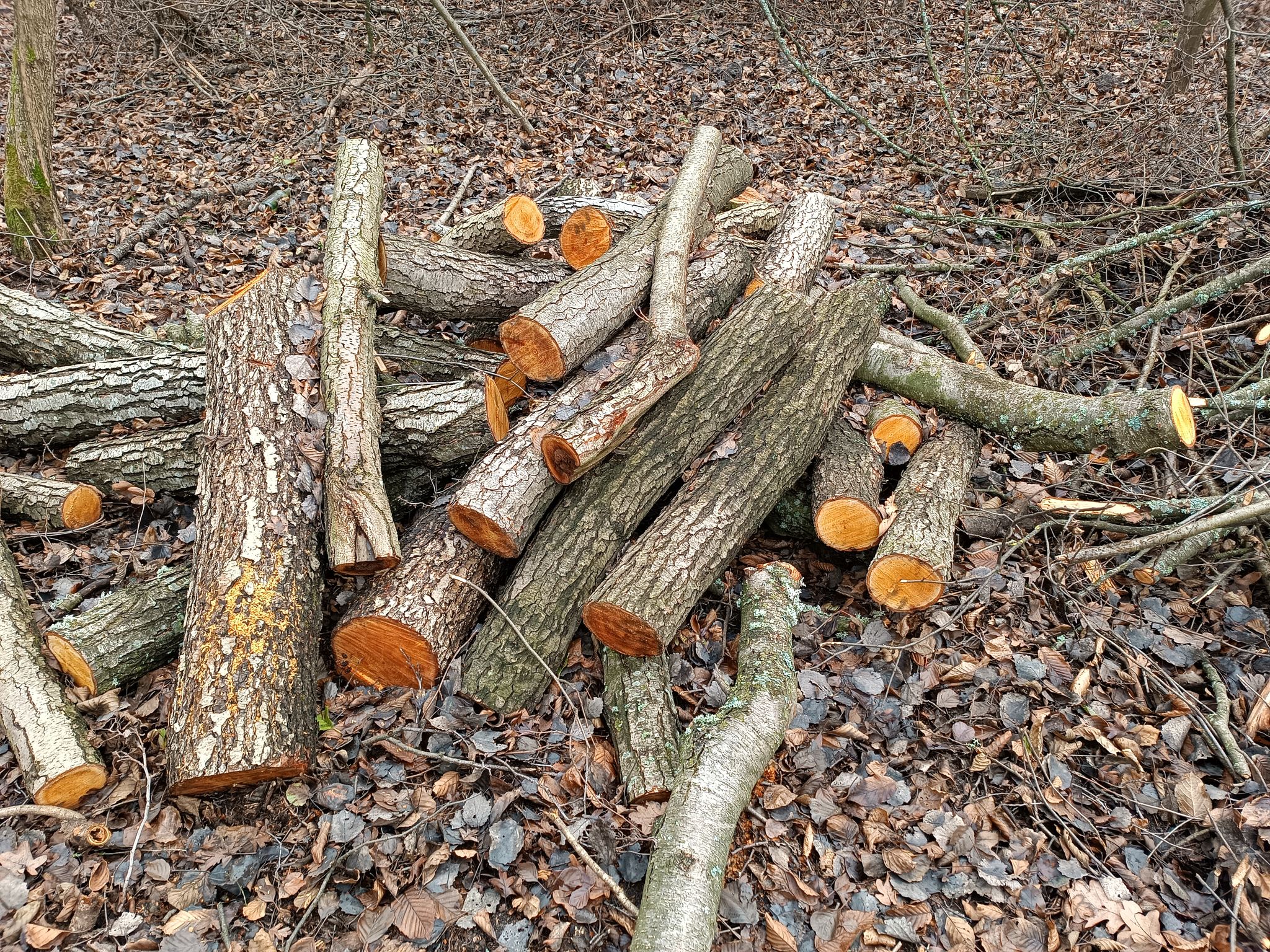 У лісі на Вінниччині вирізали 30-річні дерева на понад пів мільйона грн - фото 3