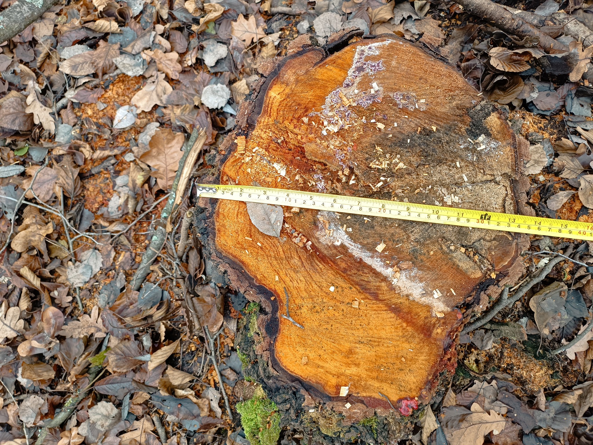 У лісі на Вінниччині вирізали 30-річні дерева на понад пів мільйона грн - фото 4