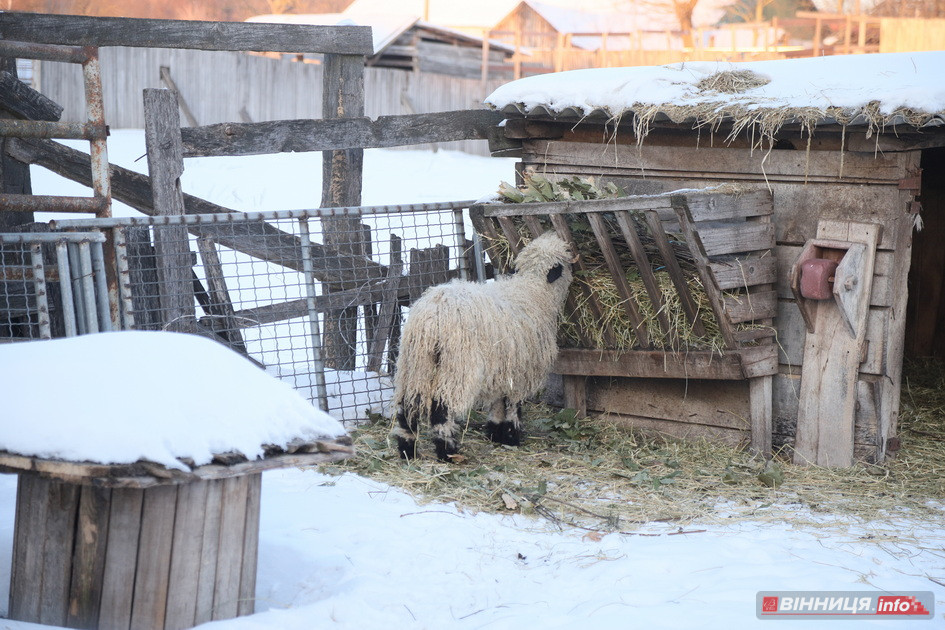 Як мешканці Подільського зоопарку зустрічають лютневі холоди - фото 21