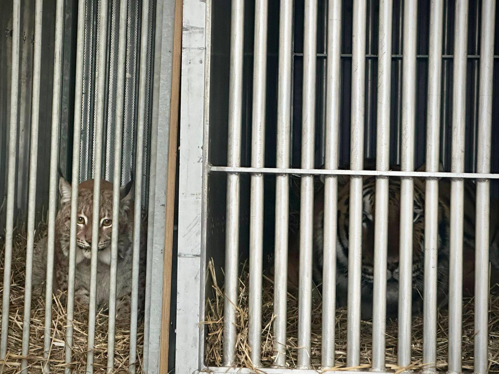 Рись Урса та тигр Мір вирушили з Києва до притулків у Британії та Бельгії - фото 3