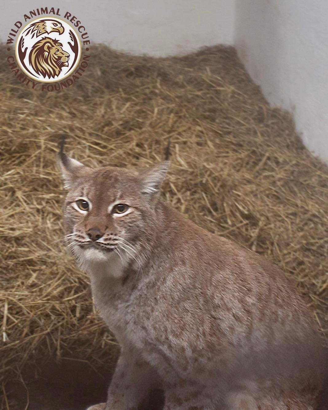 Рись Урса та тигр Мір вирушили з Києва до притулків у Британії та Бельгії - фото 2