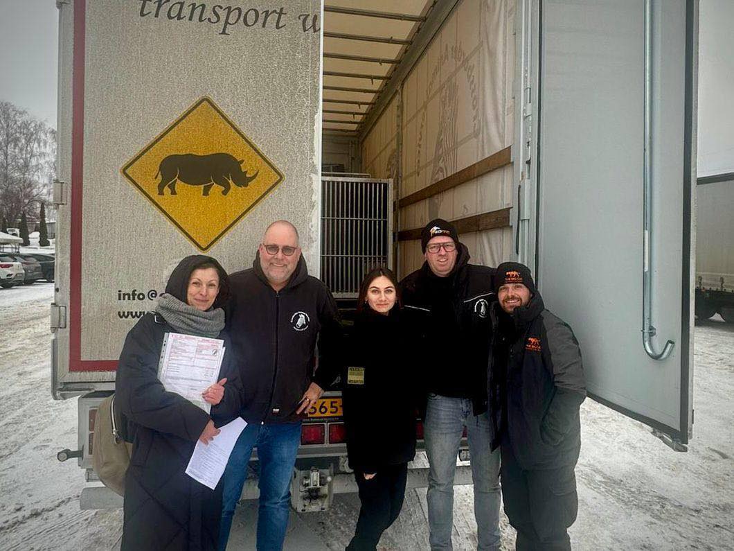 Рись Урса та тигр Мір вирушили з Києва до притулків у Британії та Бельгії - фото 4