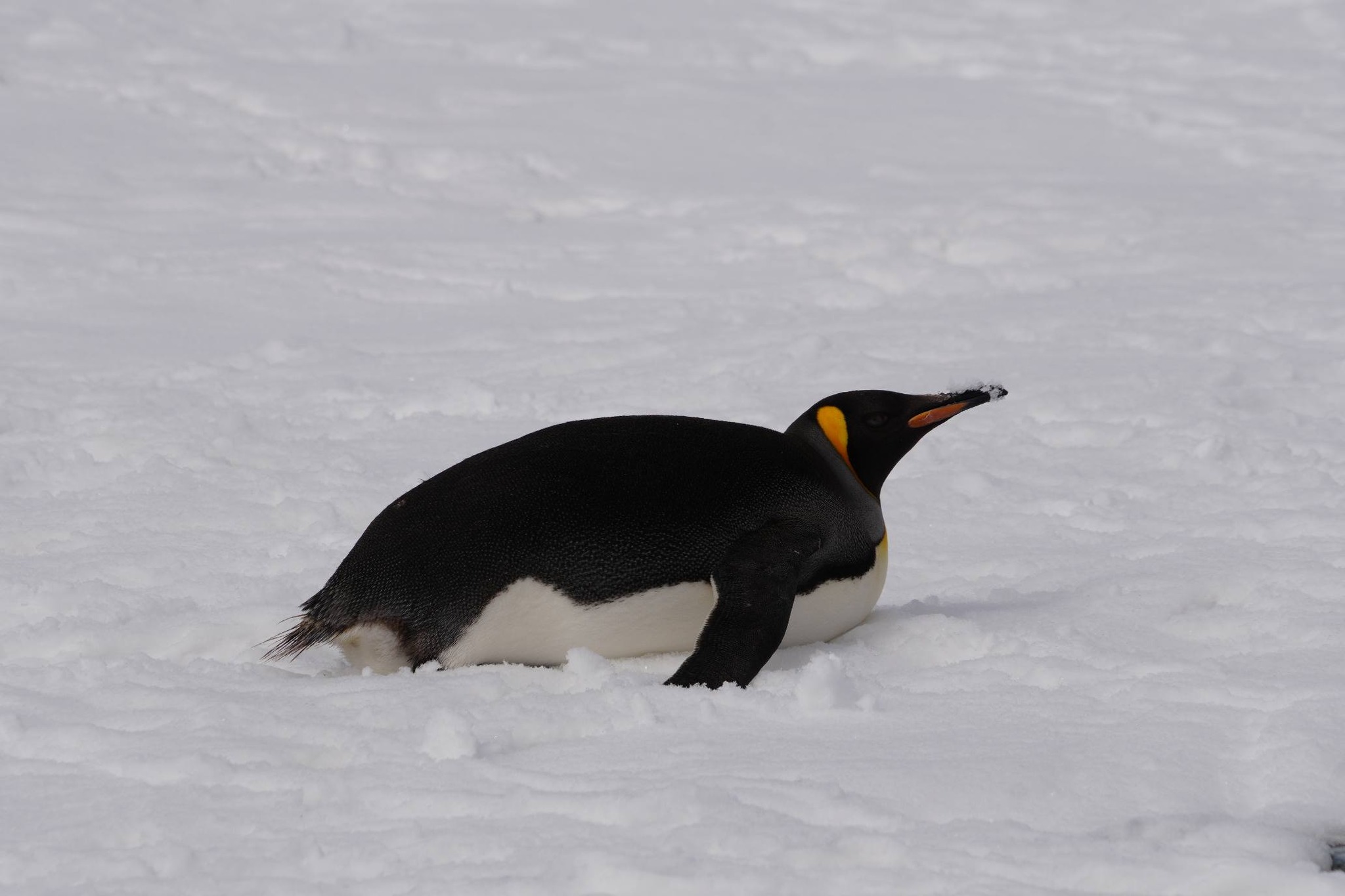 Київська біологиня зафіксувала королівського пінгвіна поблизу станції «Вернадського»