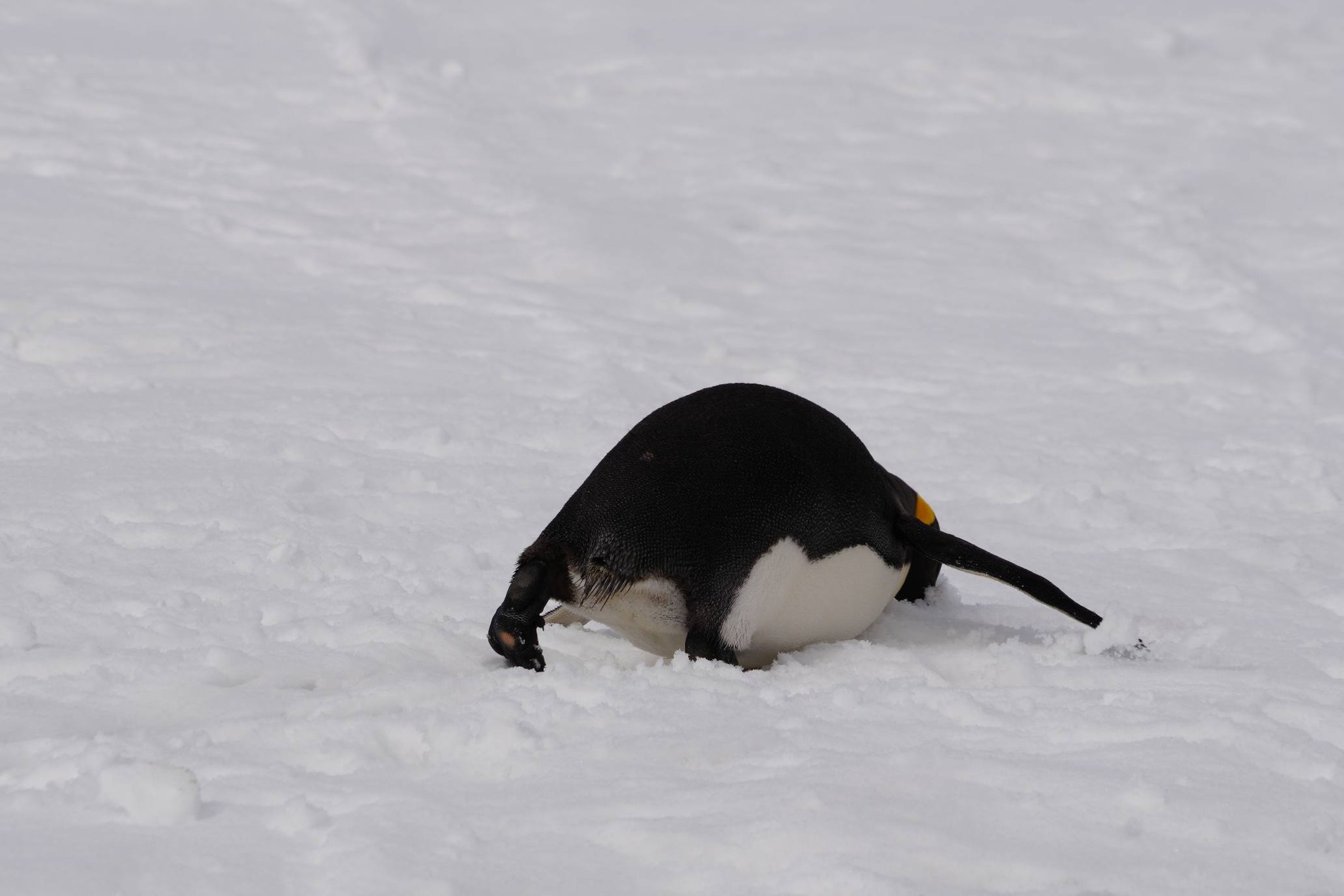 Київська біологиня зафіксувала королівського пінгвіна поблизу станції «Вернадського» - фото 2