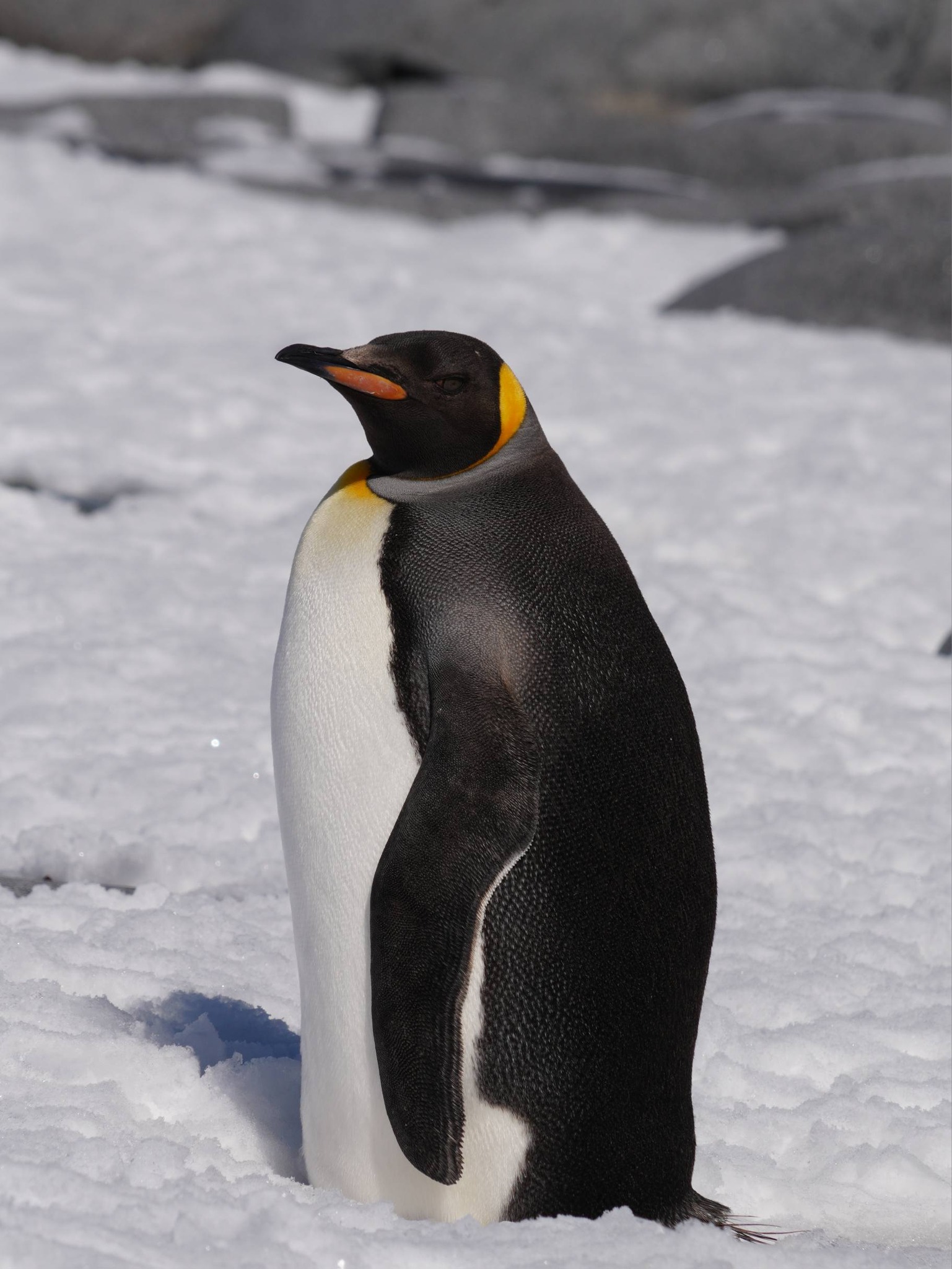 Київська біологиня зафіксувала королівського пінгвіна поблизу станції «Вернадського» - фото 3