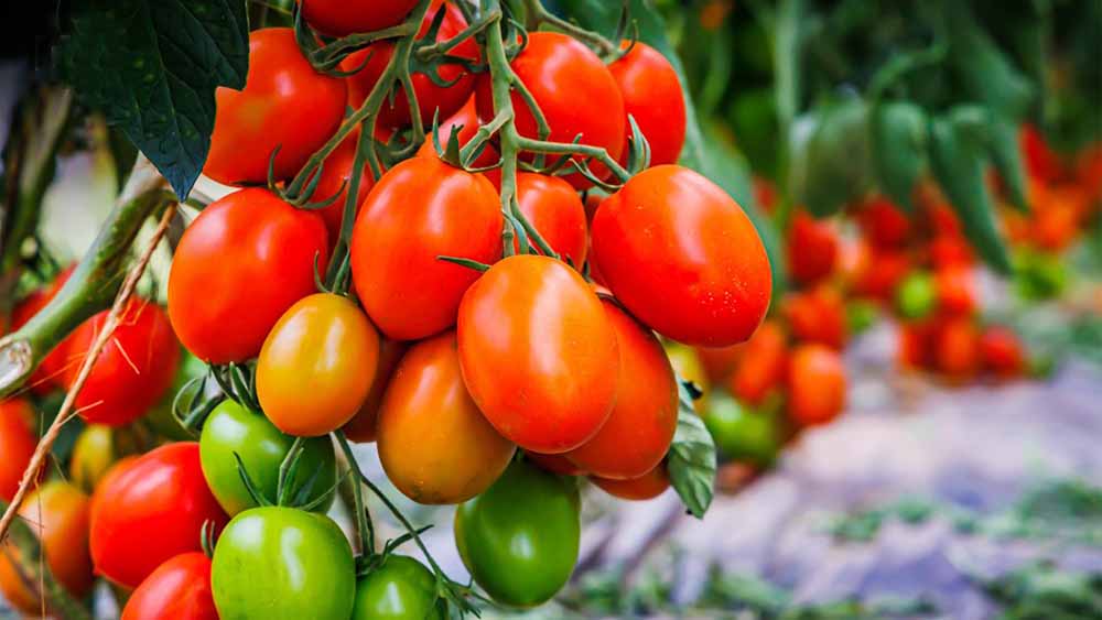 Коли сіяти помідори на розсаду: сприятливі та несприятливі дні
