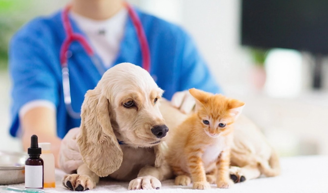 Рейтинг ветеринарних клінік у Києві: де шукати хорошого ветеринара - фото 2