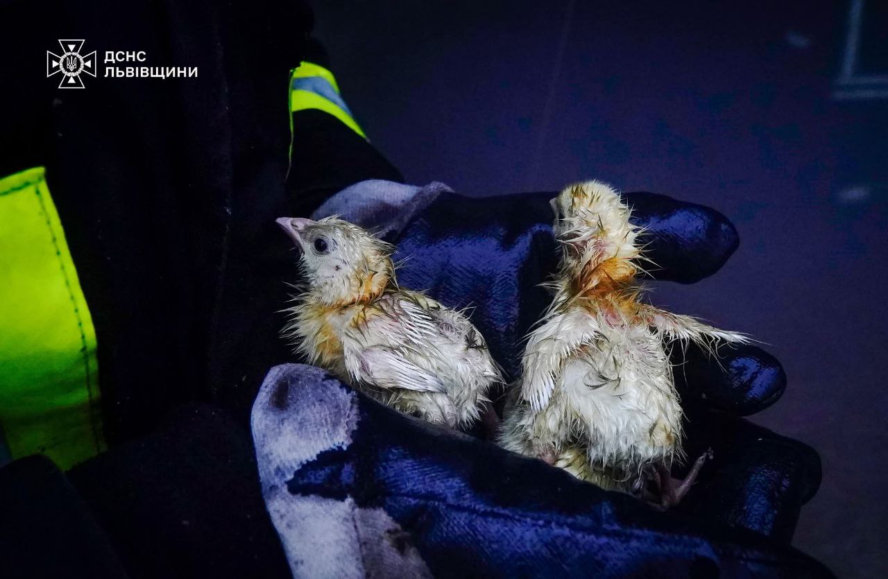 Понад 23 000 курчат врятували під час пожежі на Львівщині - фото 3
