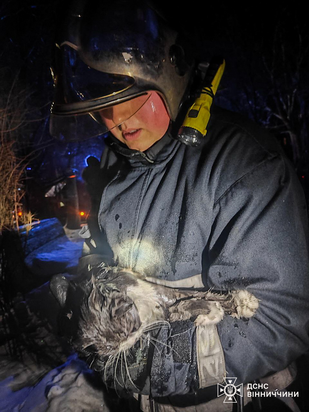 Горів хлібний кіоск, лазня й дача, у Вінниці врятували собак і кішку - фото 4
