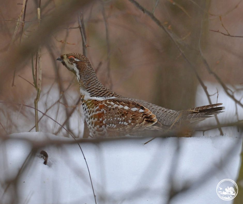 Неподалік Чорнобиля виявили рідкісного лісового птаха