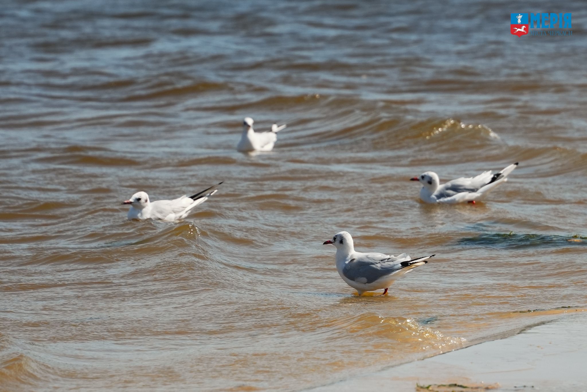 Парки Черкас: красиві зелені зони міста з видом на «море» - фото 4