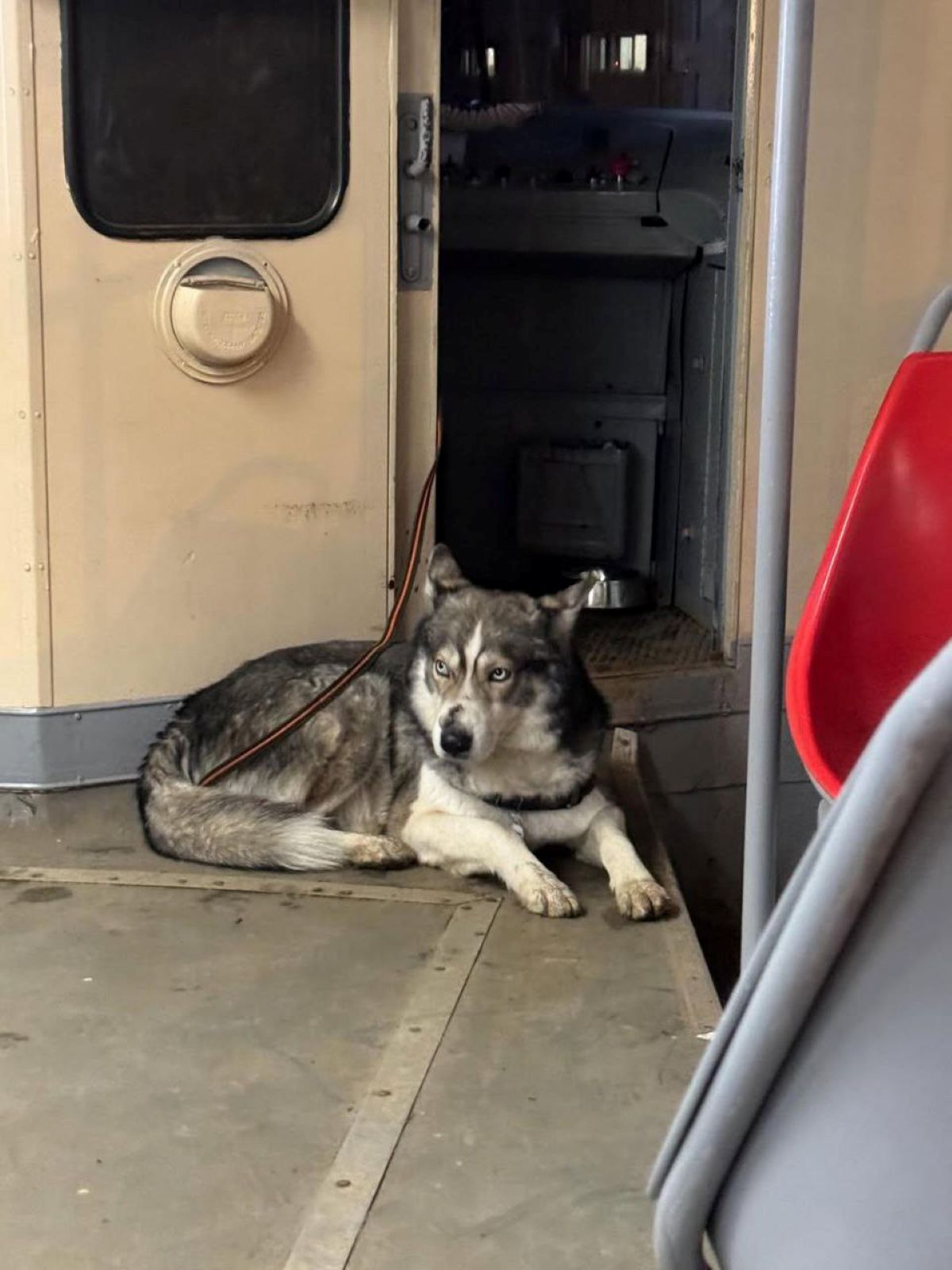 Чотирилапий напарник: столичний водій трамвая працює разом із пухнастим компаньйоном - фото 4