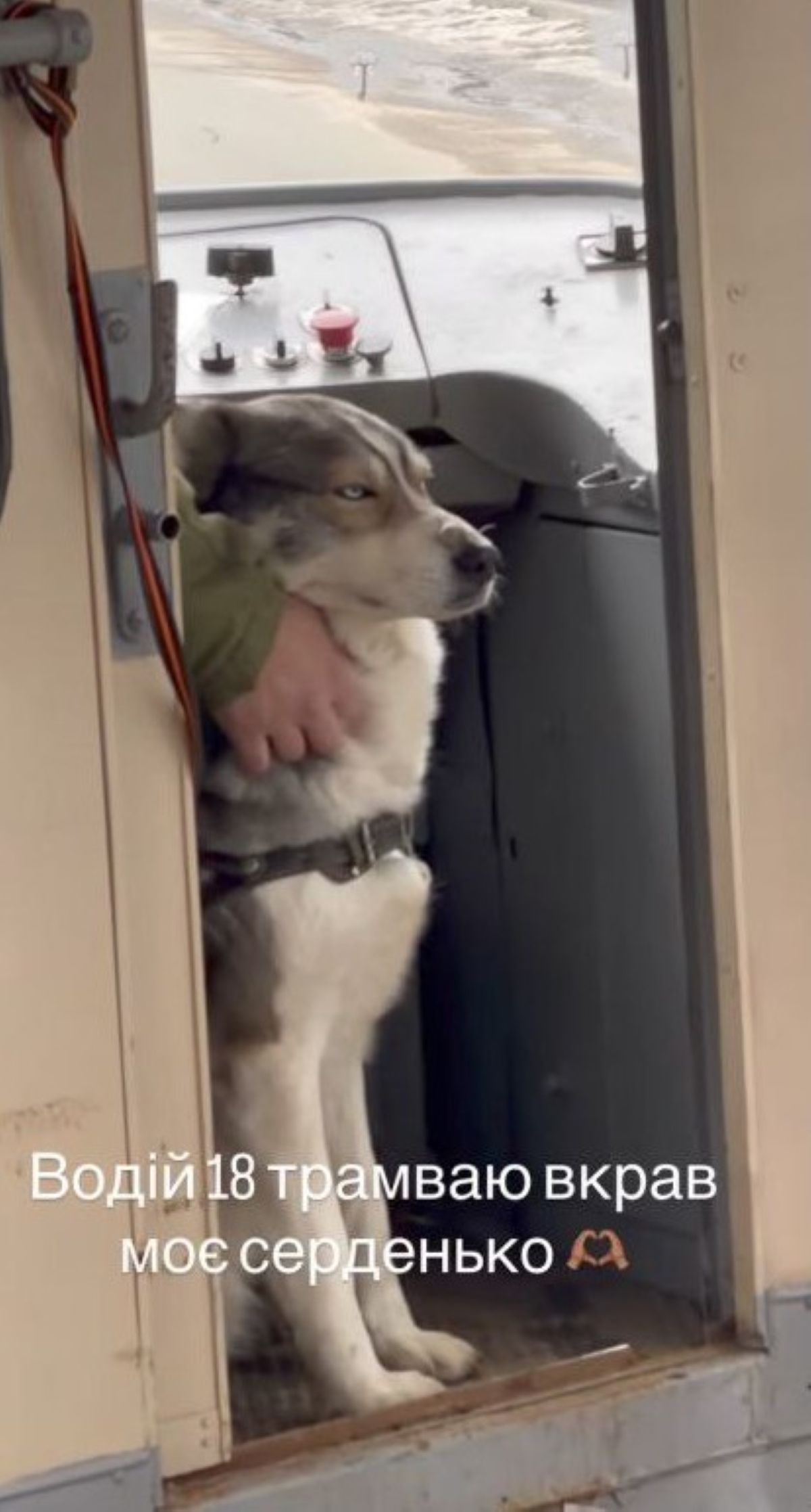 Чотирилапий напарник: столичний водій трамвая працює разом із пухнастим компаньйоном