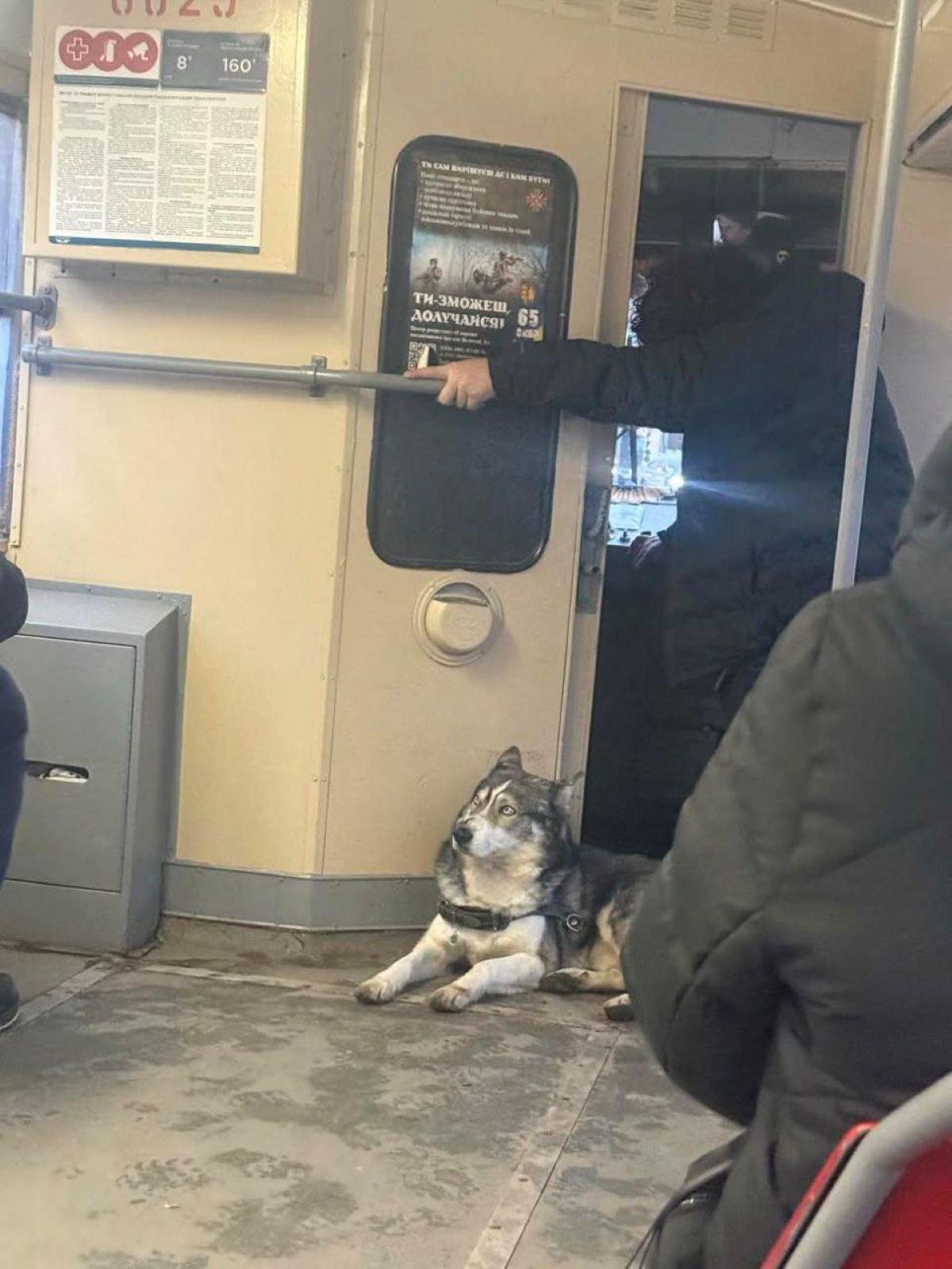 Чотирилапий напарник: столичний водій трамвая працює разом із пухнастим компаньйоном - фото 2