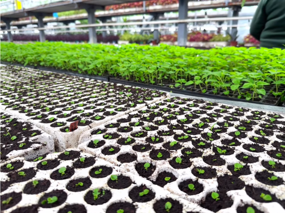 У Солом’янському районі вирощують майже 200 тисяч квітів для озеленення Києва