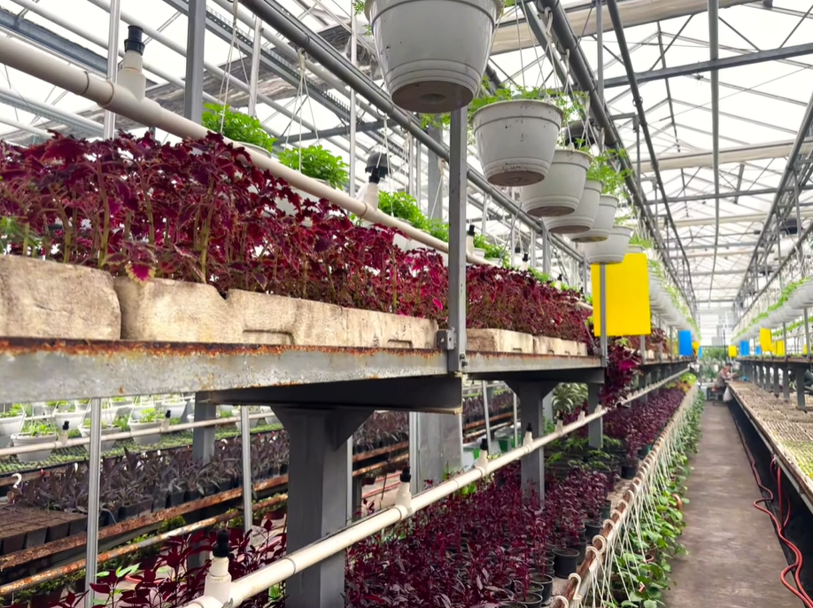 У Солом’янському районі вирощують майже 200 тисяч квітів для озеленення Києва - фото 3