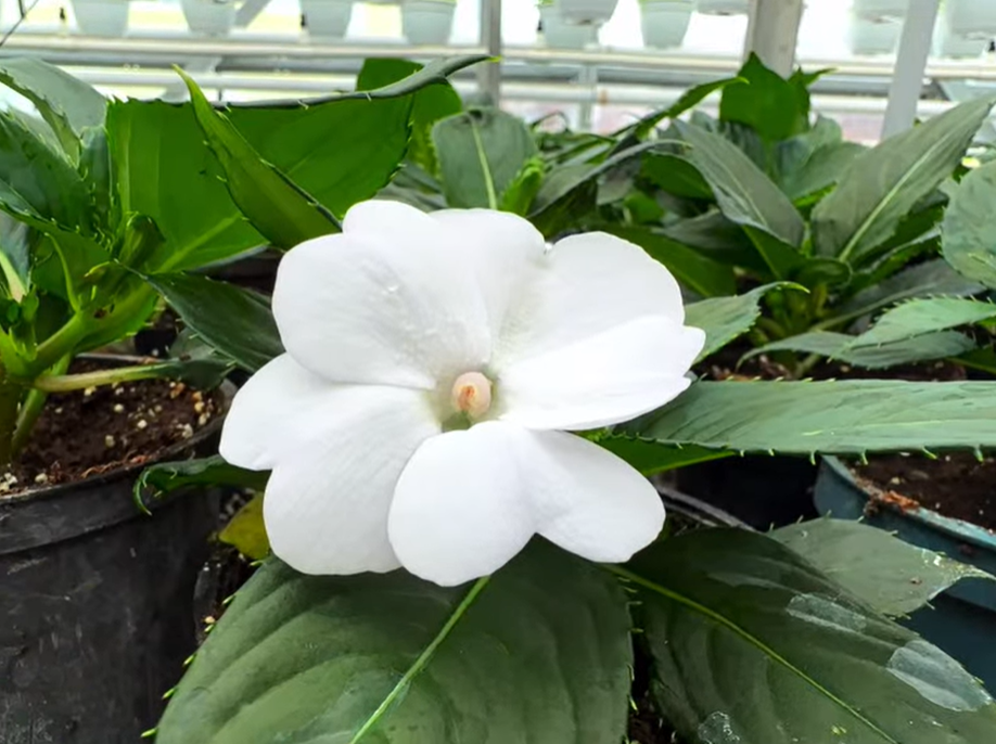 У Солом’янському районі вирощують майже 200 тисяч квітів для озеленення Києва - фото 2