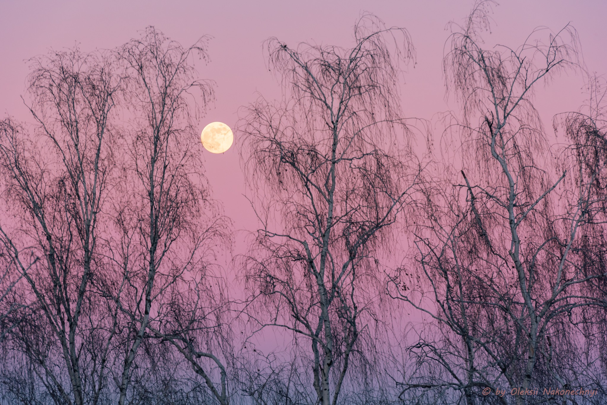 Чарівні пейзажі Канева в останні дні зими. Фото - фото 2