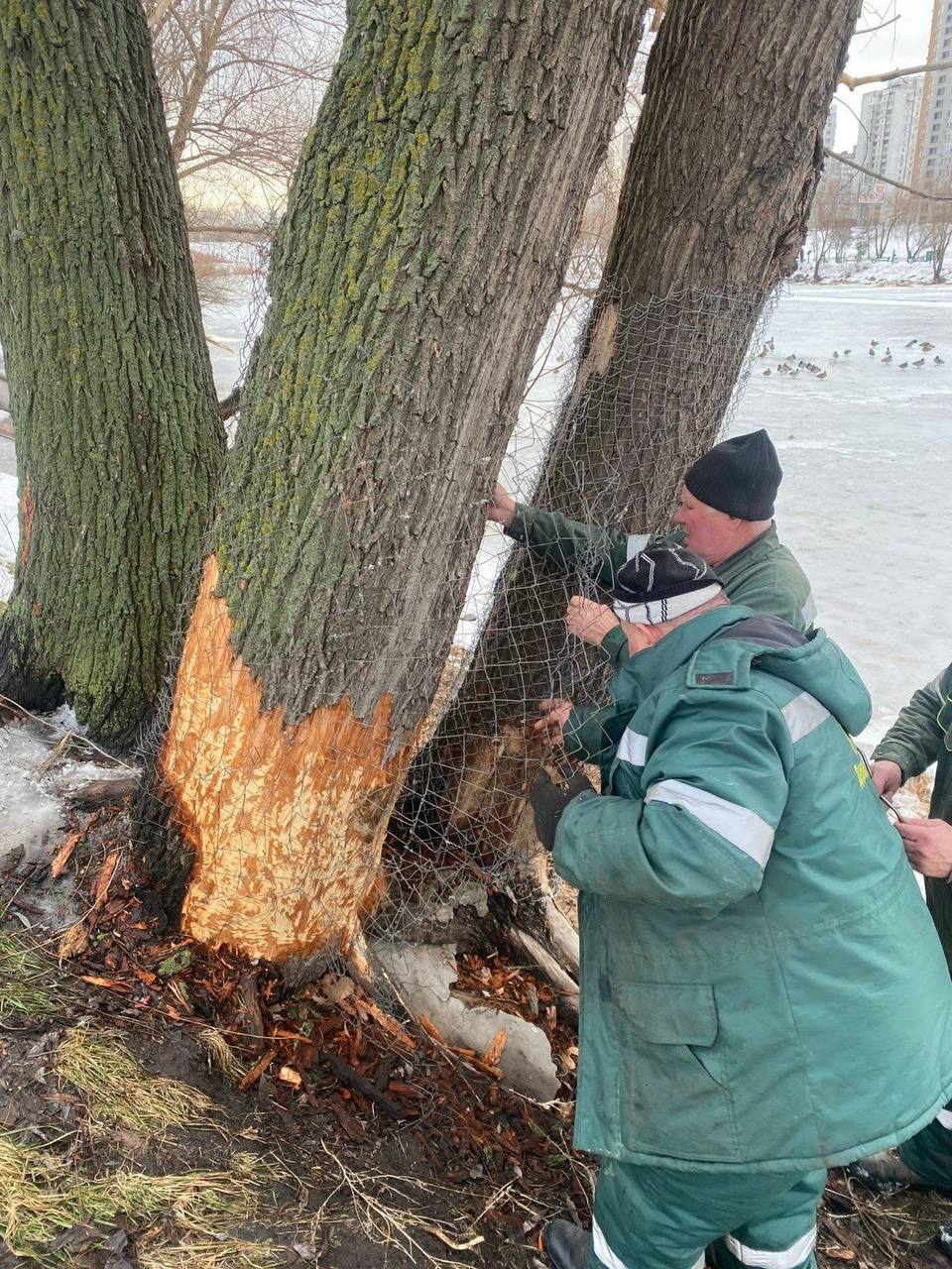 У столиці стовбури дерев обгорнули металевою сіткою
