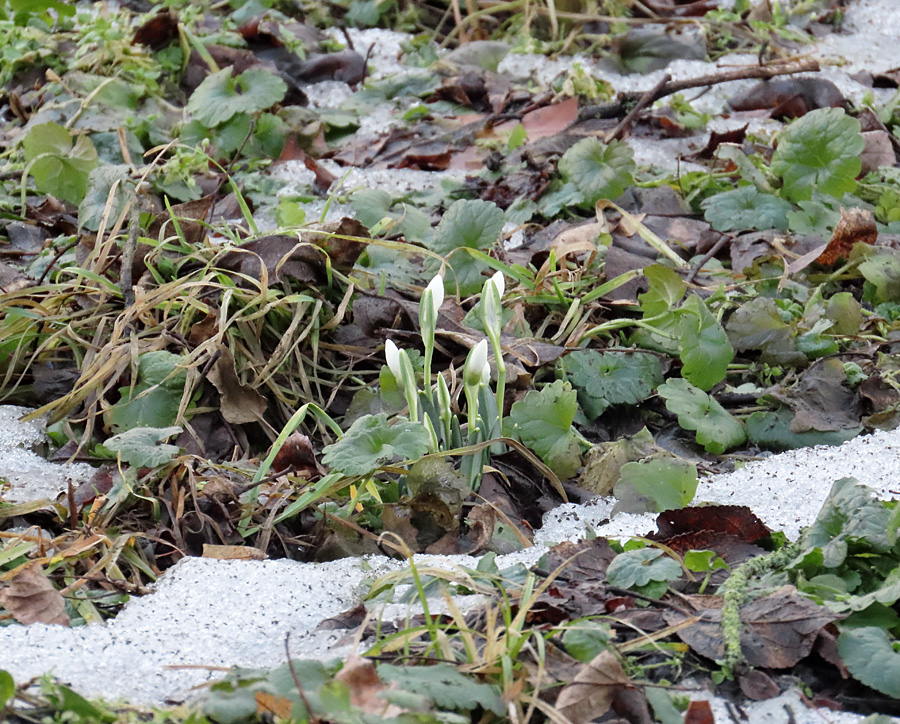 Перші підсніжники та сірі чаплі: у Канівському заповіднику зафіксували прихід весни