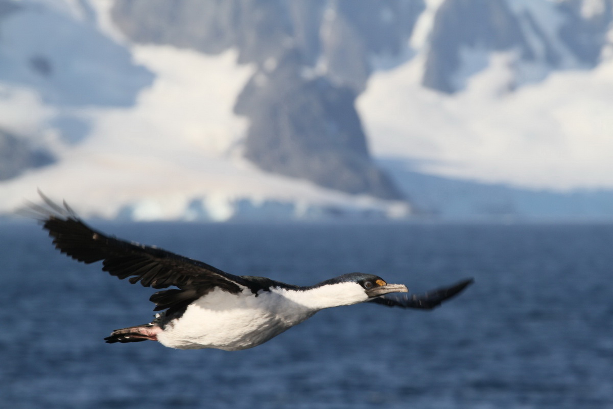 На станцію «Академік Вернадський» прибула нова експедиція, яку очолила Анжеліка Ганчук з Вінниці - фото 18