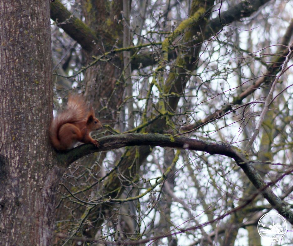 Я вам не білка: у Чорнобильському заповіднику розповіли цікаві факти про вивірку