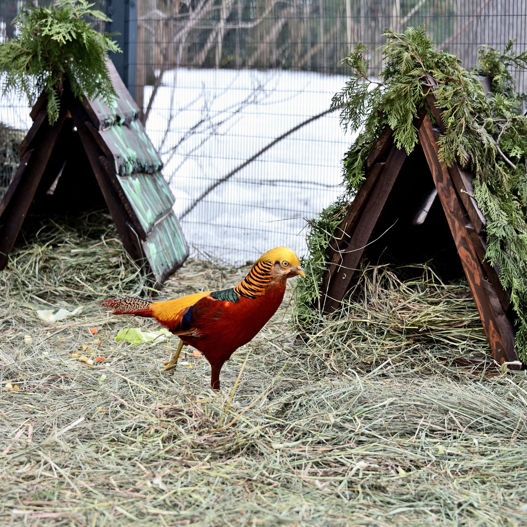 У Київському зоопарку встановили нові гніздові будиночки для фазанів
