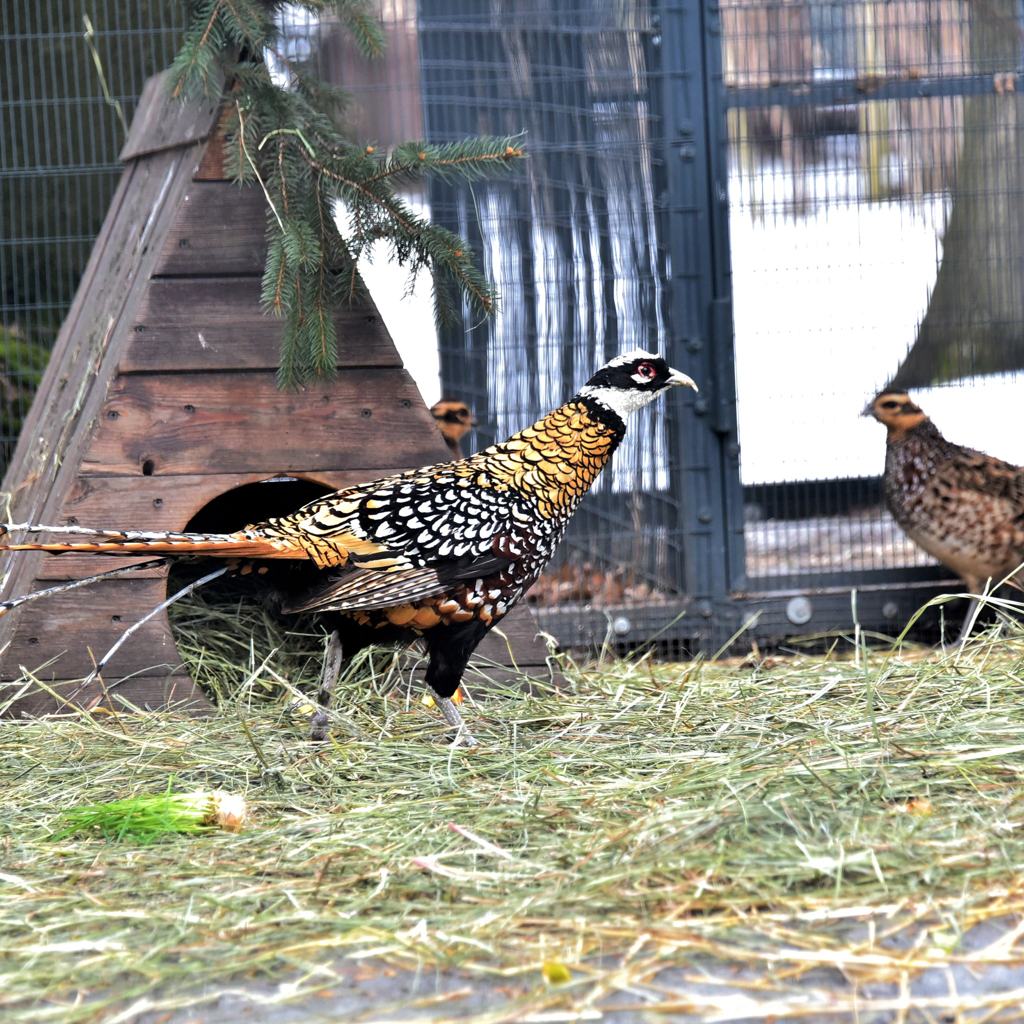 У Київському зоопарку встановили нові гніздові будиночки для фазанів - фото 2
