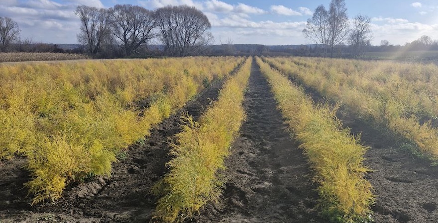 Фермер із Черкащини вирощує спаржу: чому цей нішевий овоч стає дедалі популярнішим
