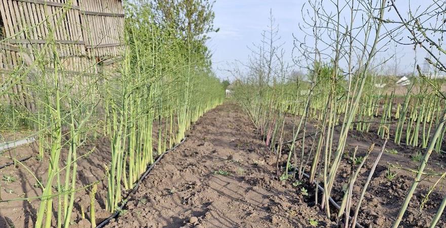Фермер із Черкащини вирощує спаржу: чому цей нішевий овоч стає дедалі популярнішим - фото 2