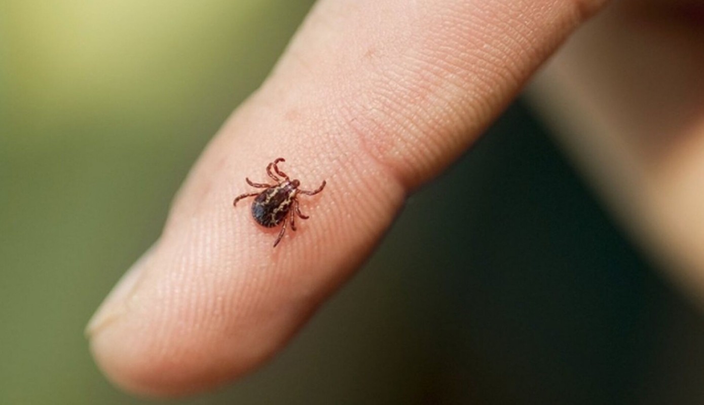 Сезон кліщів розпочався: куди здати кліща на аналіз у Черкасах