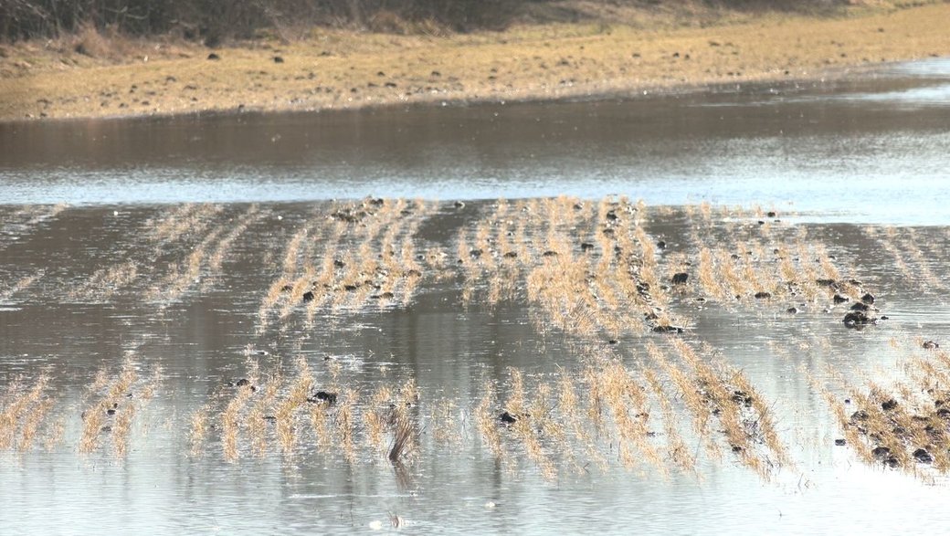 На полі вже можна ловити рибу: на Черкащині з берегів вийшла річка Тясмин - фото 3