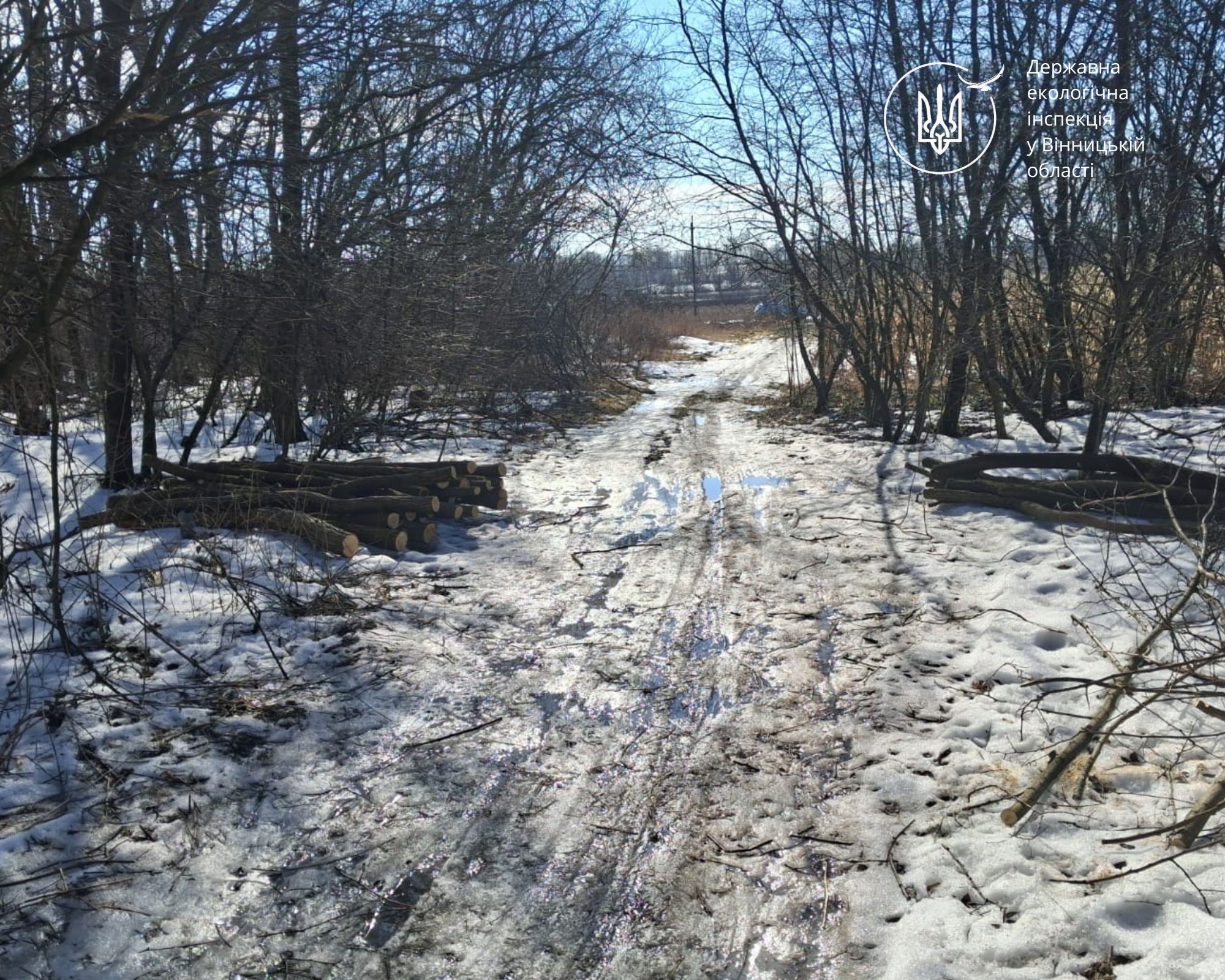 У селі на Вінниччині екологи виявили чоловіка, який зрізав 62 акації - фото 2