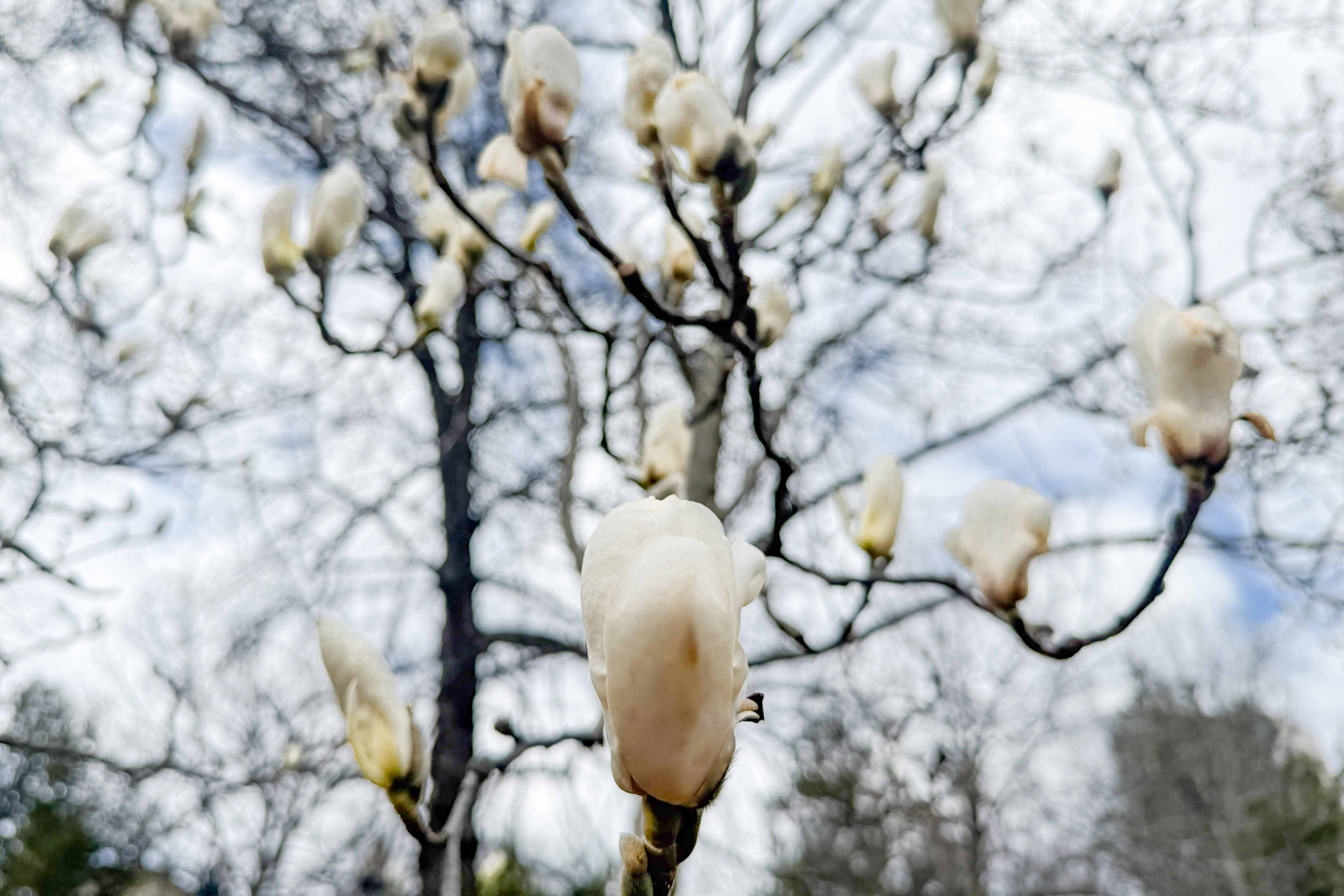 Сакури та магнолії в Києві: де і коли цвітуть - фото 2