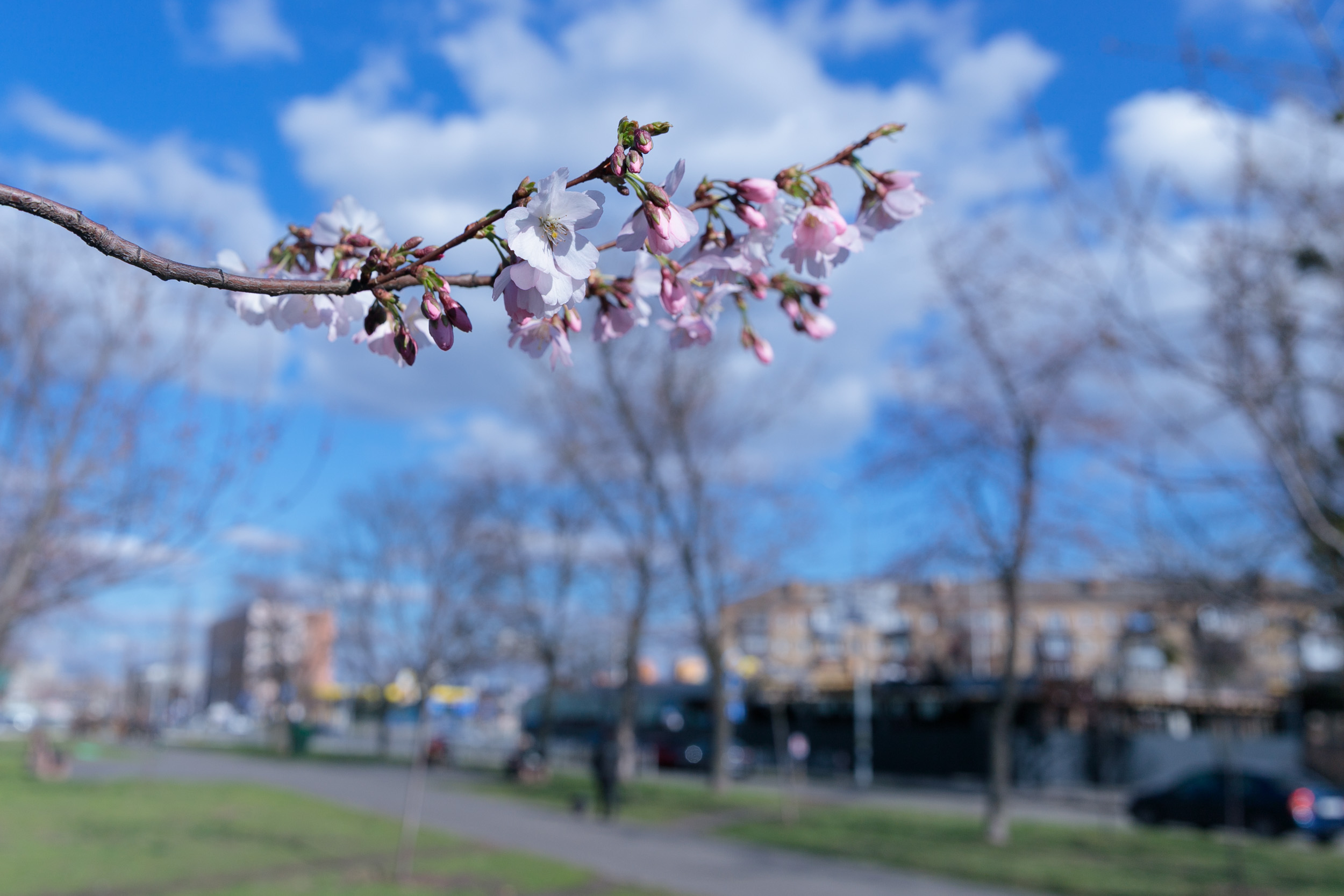 Сакури та магнолії в Києві: де і коли цвітуть