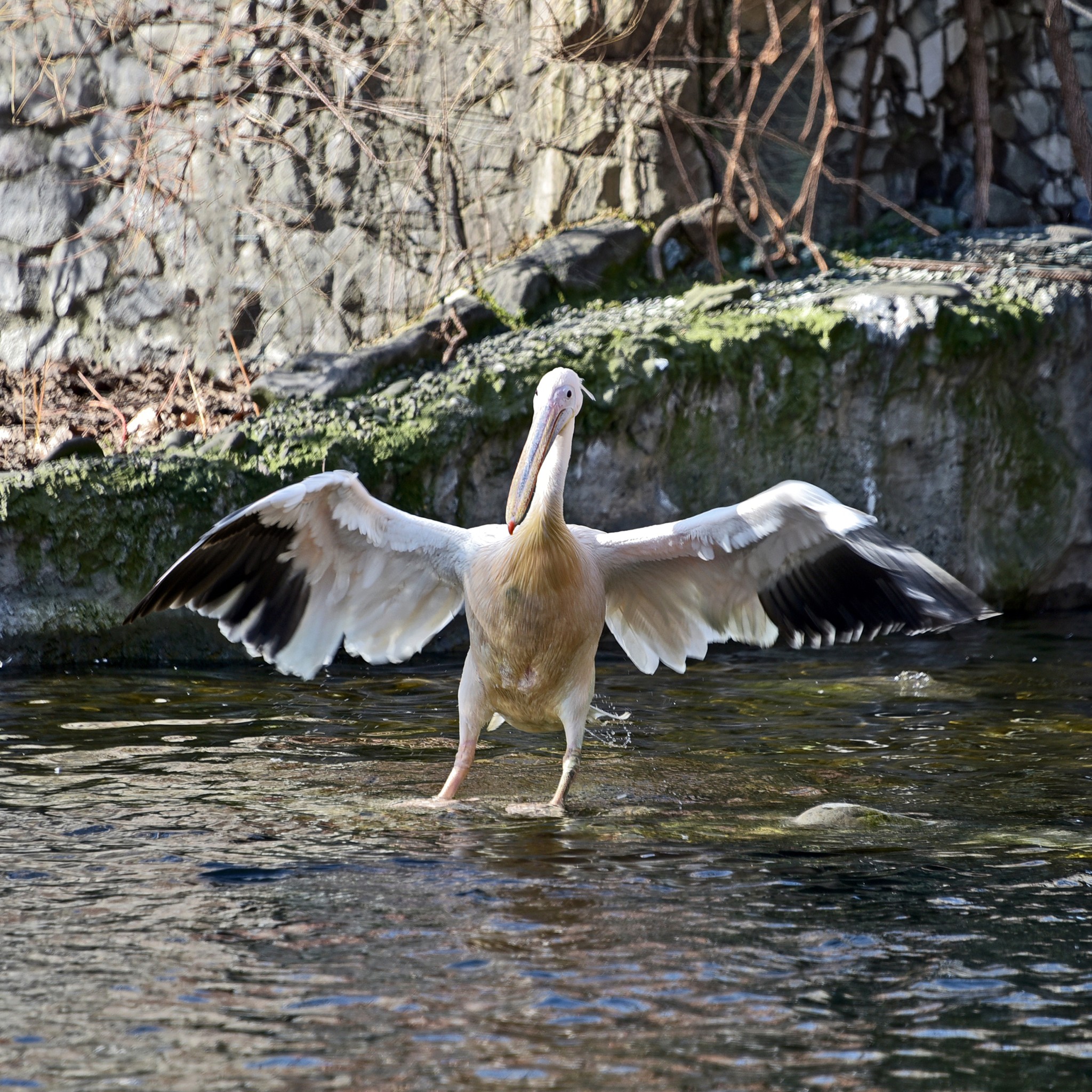 Сезон весняних переселень у КиївЗоо: пелікани повернулися на озеро - фото 3
