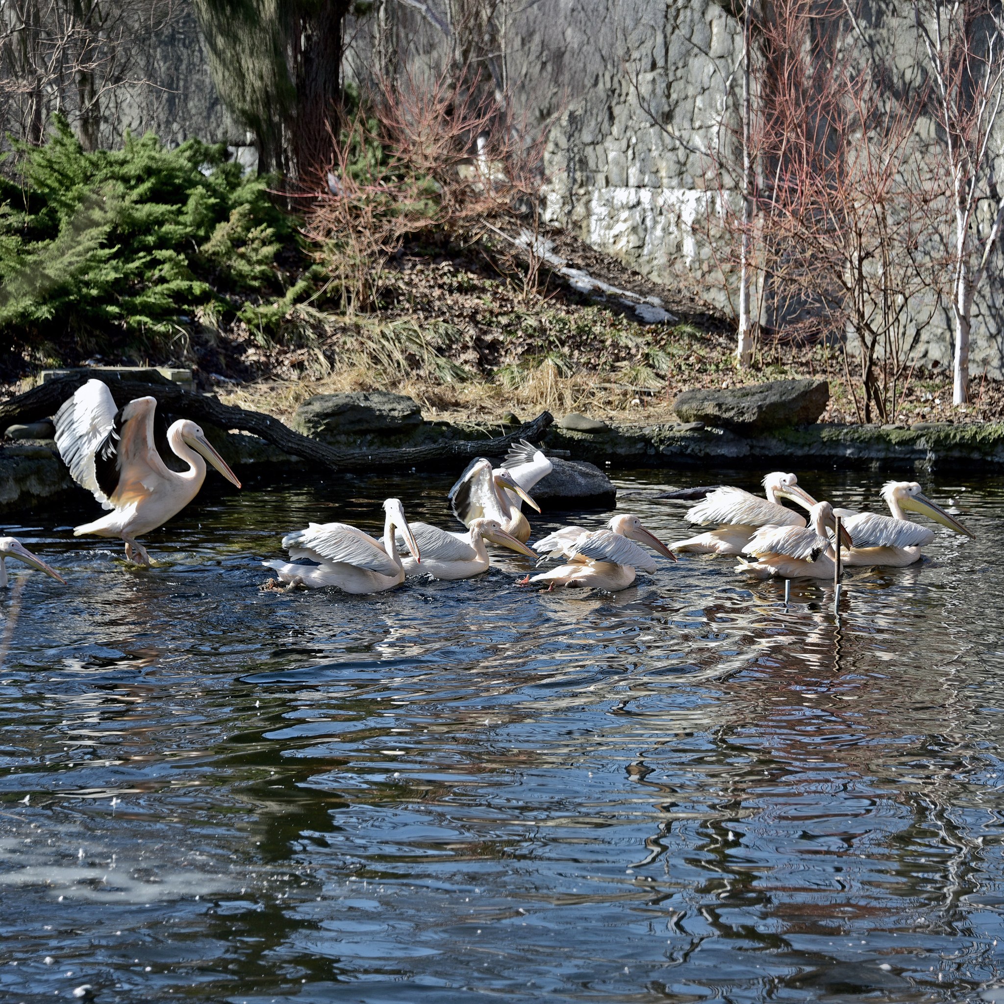 Сезон весняних переселень у КиївЗоо: пелікани повернулися на озеро - фото 2