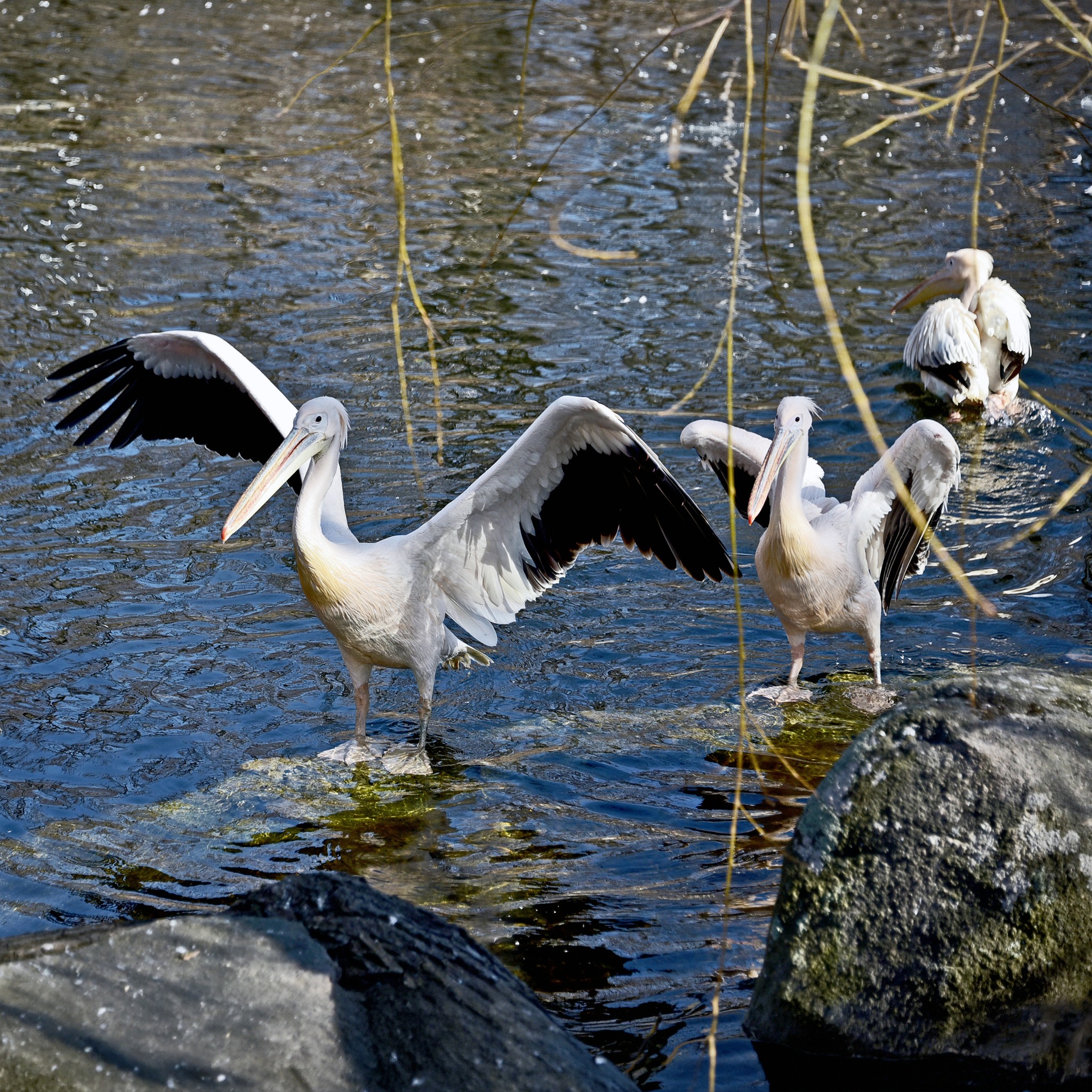 Сезон весняних переселень у КиївЗоо: пелікани повернулися на озеро - фото 4