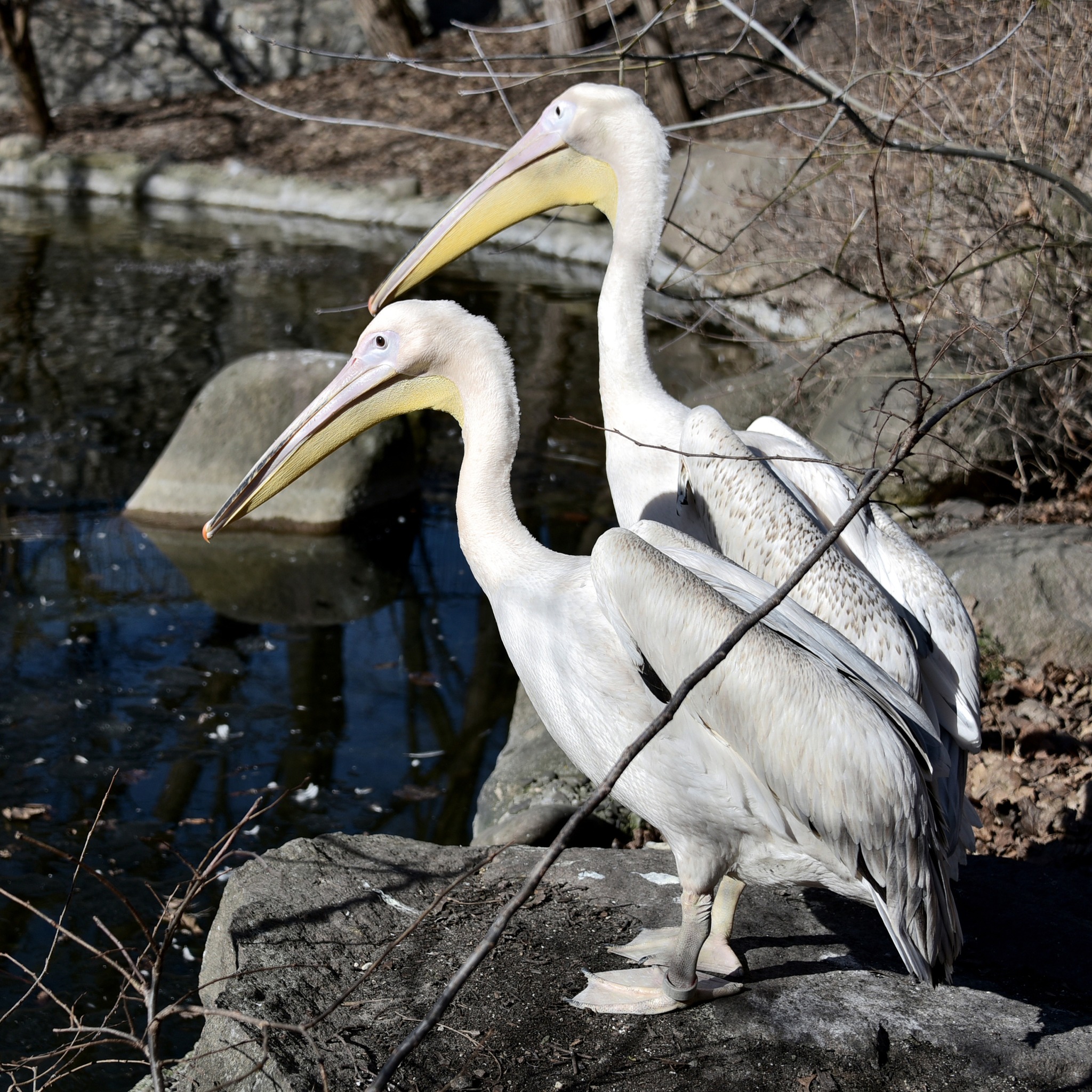 Сезон весняних переселень у КиївЗоо: пелікани повернулися на озеро - фото 5